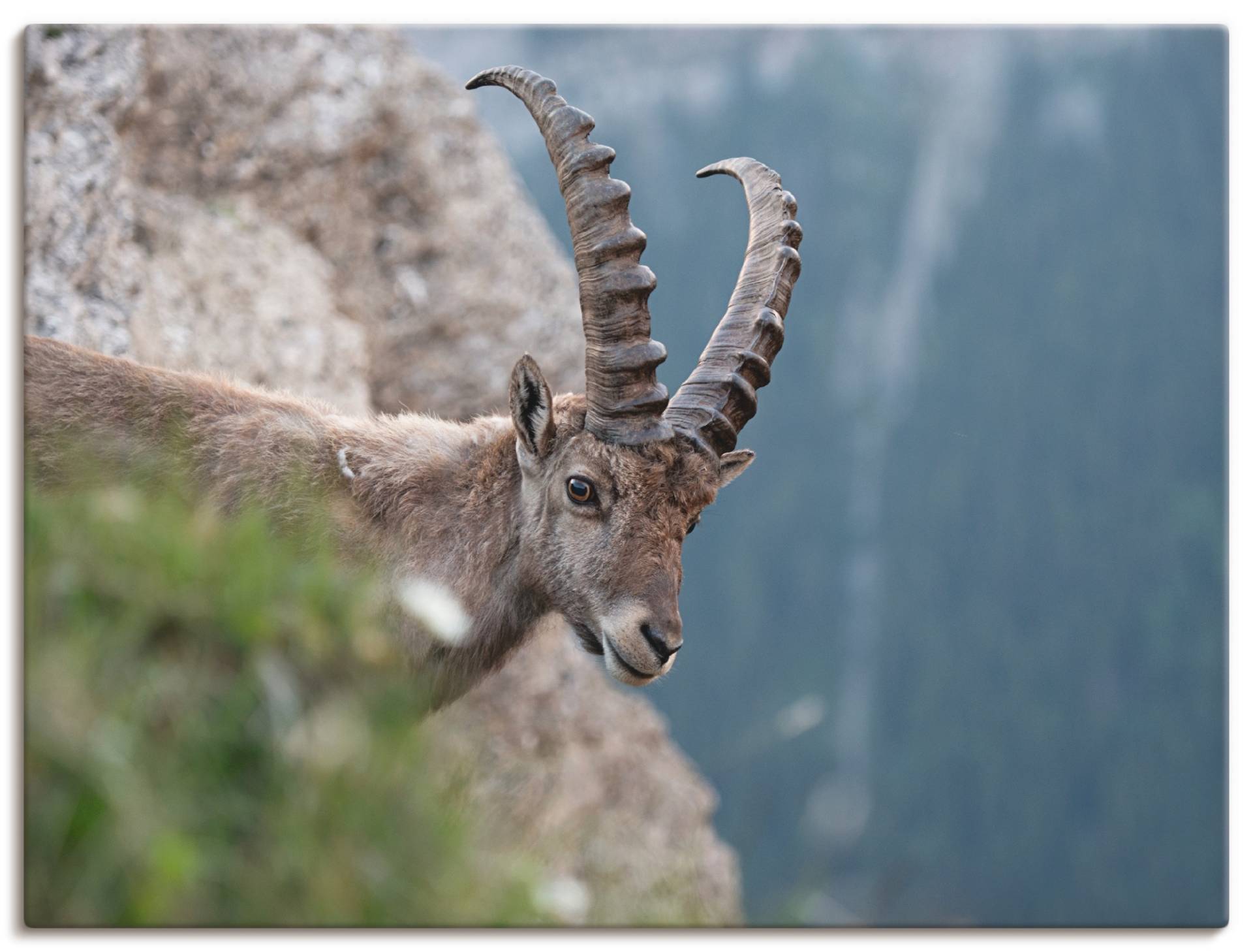 Artland Leinwandbild »Steinbock«, Wildtiere, (1 St.) von Artland