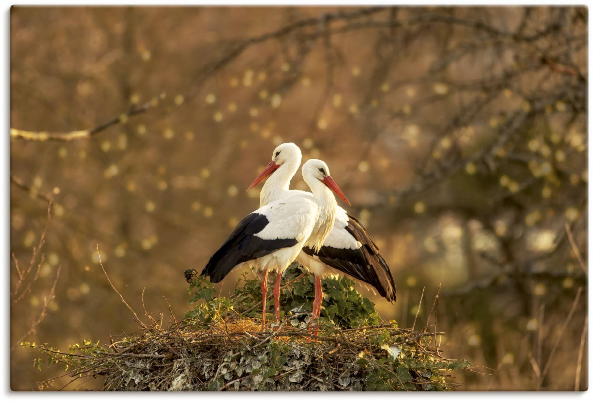 Artland Leinwandbild »Storchenpaar«, Vogelbilder, (1 St.) von Artland