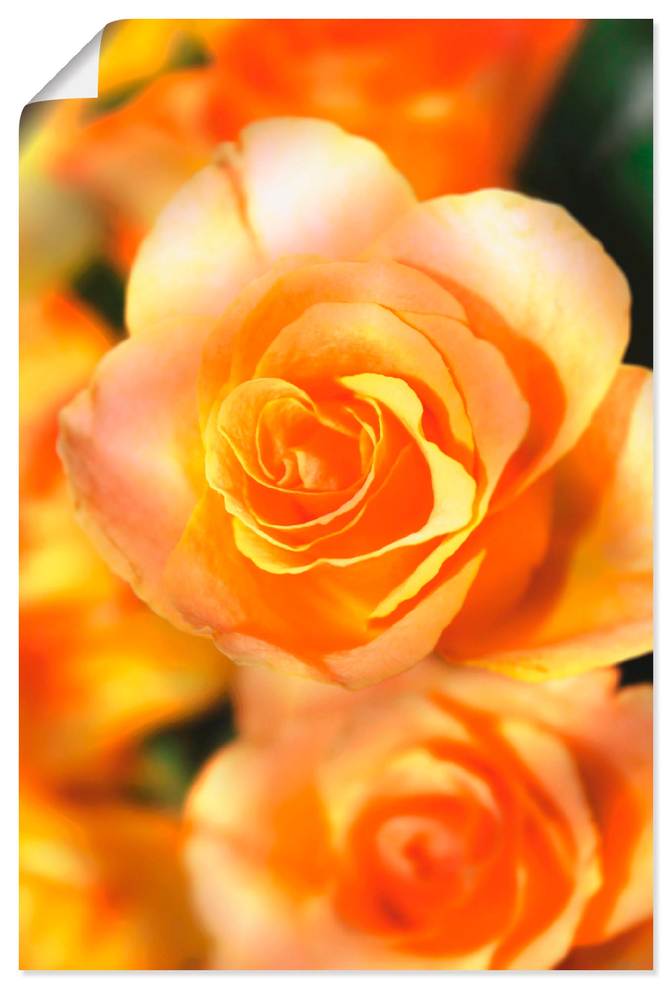 Artland Poster »Strahlende Sommerrosen«, Blumen, (1 St.) von Artland