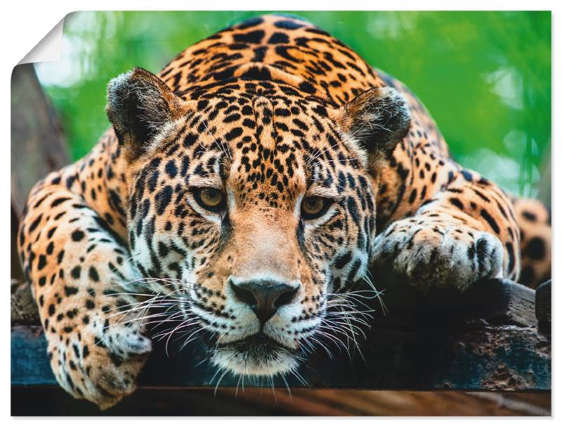 Artland Wandbild »Südamerikanischer Jaguar«, Wildtiere, (1 St.), als Alubild, Outdoorbild, Leinwandbild, Poster, Wandaufkleber von Artland