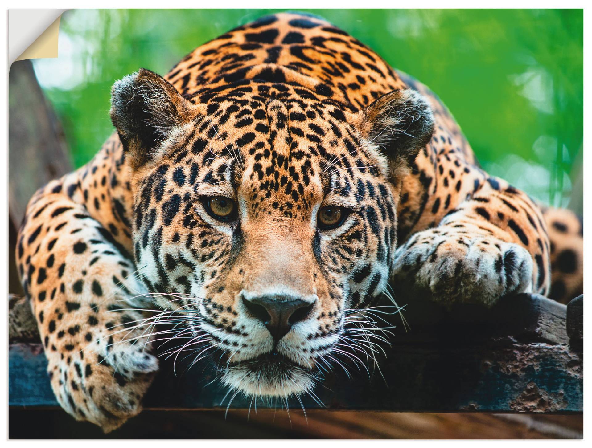 Artland Wandbild »Südamerikanischer Jaguar«, Wildtiere, (1 St.), als Alubild, Outdoorbild, Leinwandbild, Poster, Wandaufkleber Artland Wandbild »Südamerikanischer Jaguar«, Wildtiere, (1 St.), als Alubild, Outdoorbild, Leinwandbild, Poster, Wandaufkleber von Artland