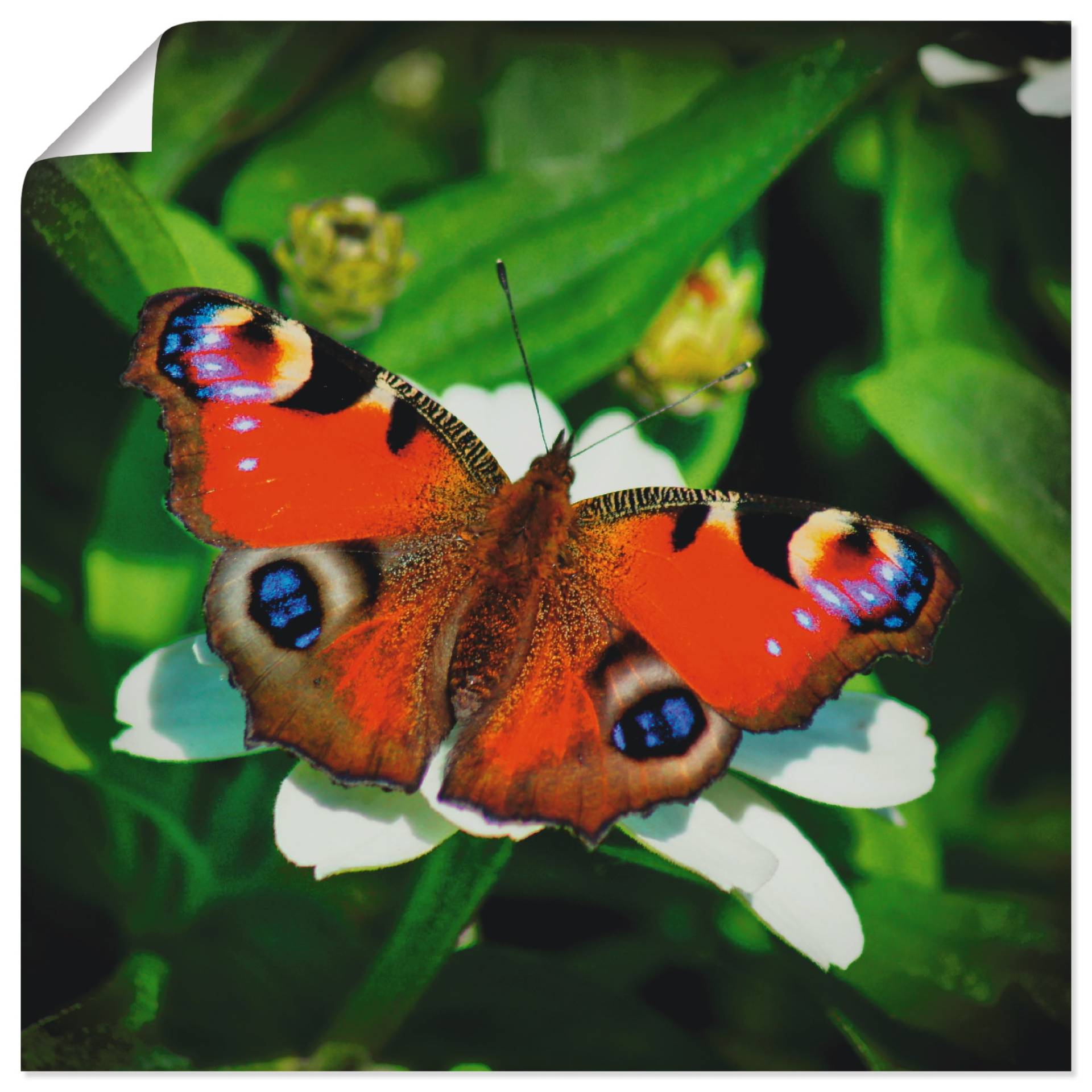 Artland Wandbild »Tagpfauenauge«, Insekten, (1 St.), als Leinwandbild, Poster in verschied. Grössen Artland Wandbild »Tagpfauenauge«, Insekten, (1 St.), als Leinwandbild, Poster in verschied. Grössen von Artland