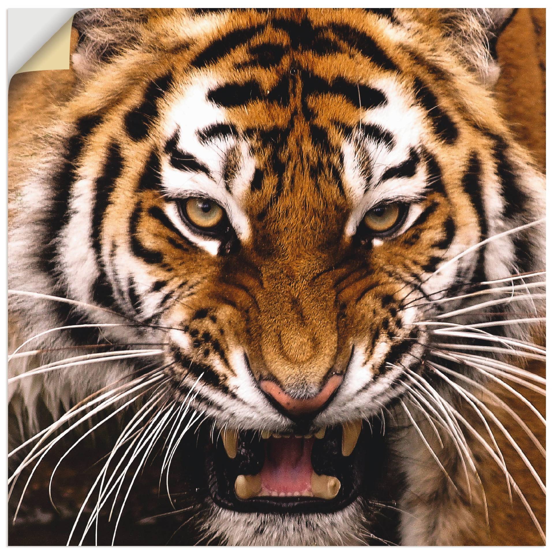 Artland Wandbild »Tiger Kopf«, Wildtiere, (1 St.), als Leinwandbild, Wandaufkleber in verschied. Grössen Artland Wandbild »Tiger Kopf«, Wildtiere, (1 St.), als Leinwandbild, Wandaufkleber in verschied. Grössen von Artland