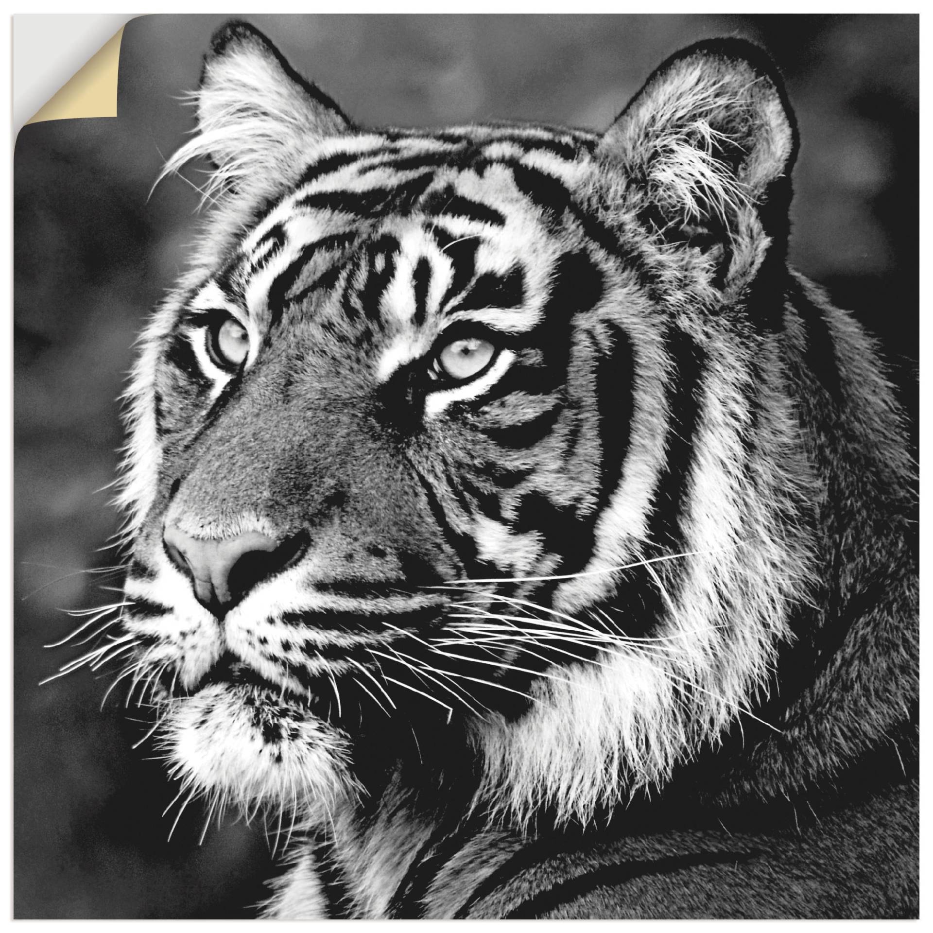 Artland Wandbild »Tiger«, Wildtiere, (1 St.) von Artland