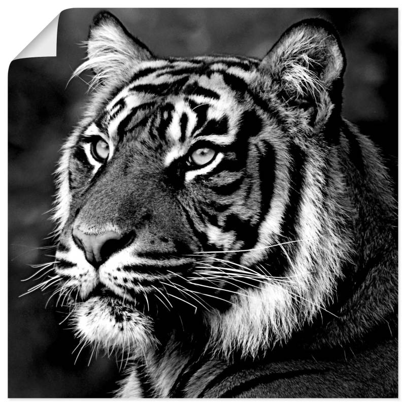 Artland Wandbild »Tiger«, Wildtiere, (1 St.) von Artland