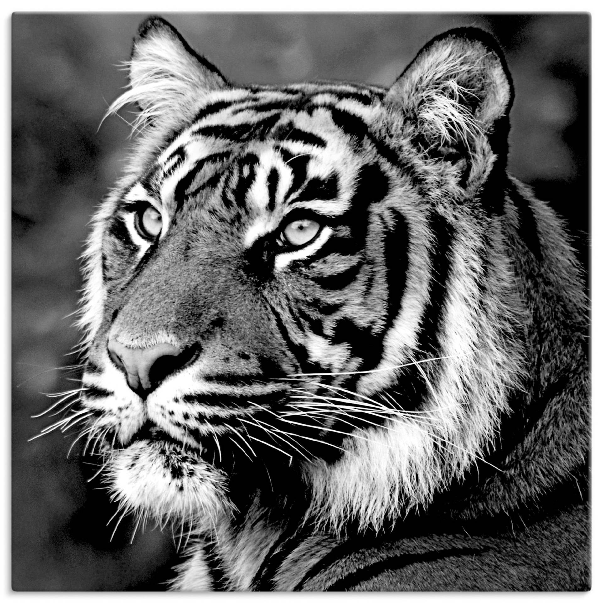 Artland Wandbild »Tiger«, Wildtiere, (1 St.), als Leinwandbild, Poster, Wandaufkleber in verschied. Grössen von Artland