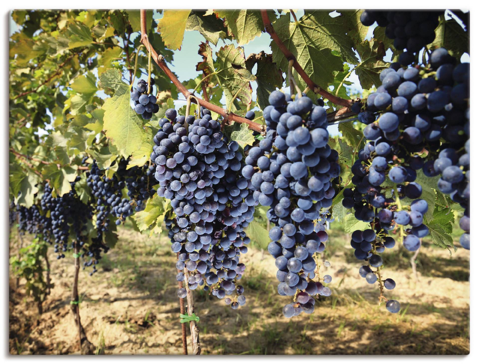 Artland Leinwandbild »Toskanische Weintrauben«, Süssspeisen, (1 St.) von Artland