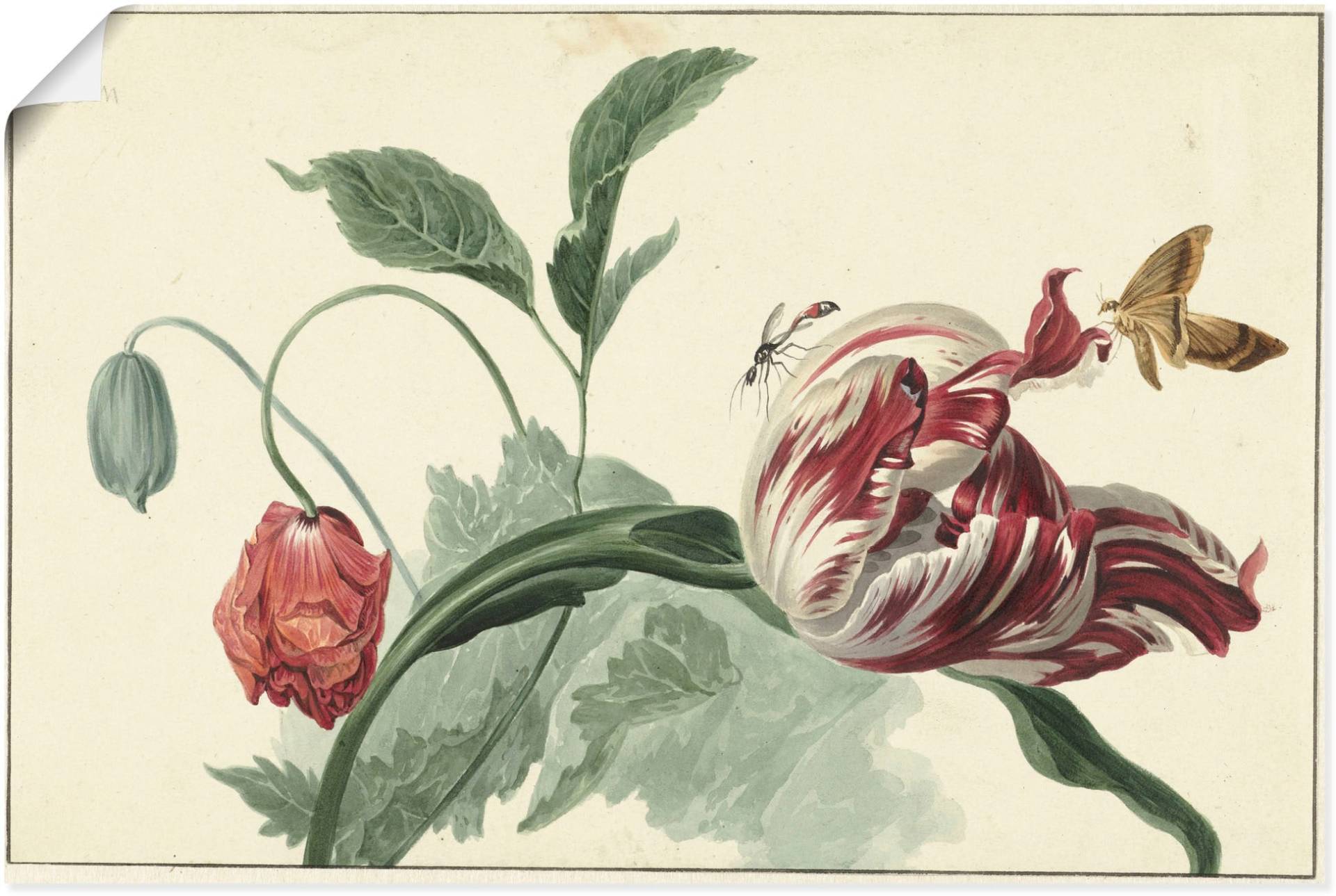 Artland Wandbild »Tulpe und Mohn.«, Blumenbilder, (1 St.) von Artland