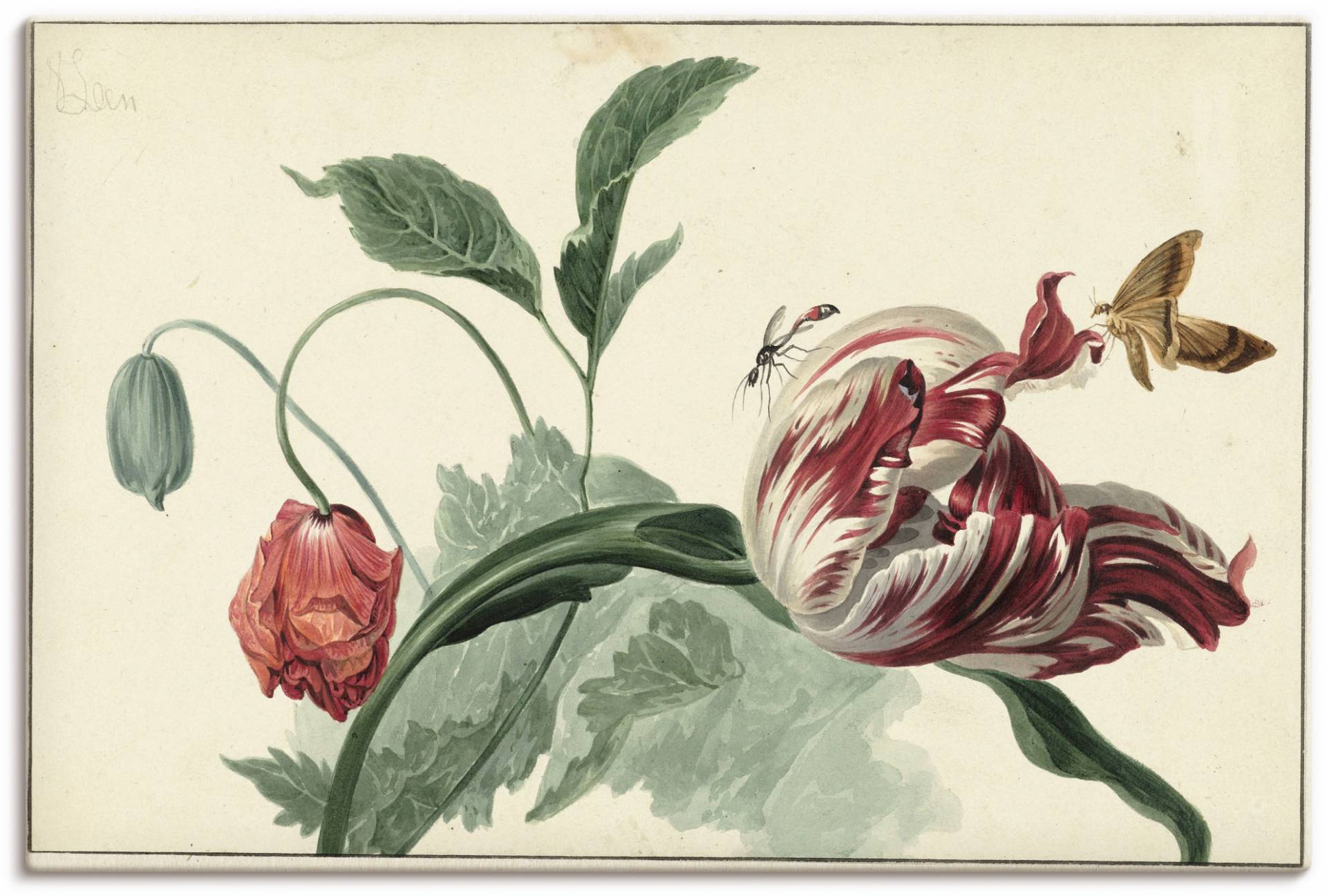 Artland Wandbild »Tulpe und Mohn.«, Blumenbilder, (1 St.), als Alubild, Outdoorbild, Leinwandbild, Poster in verschied. Grössen von Artland