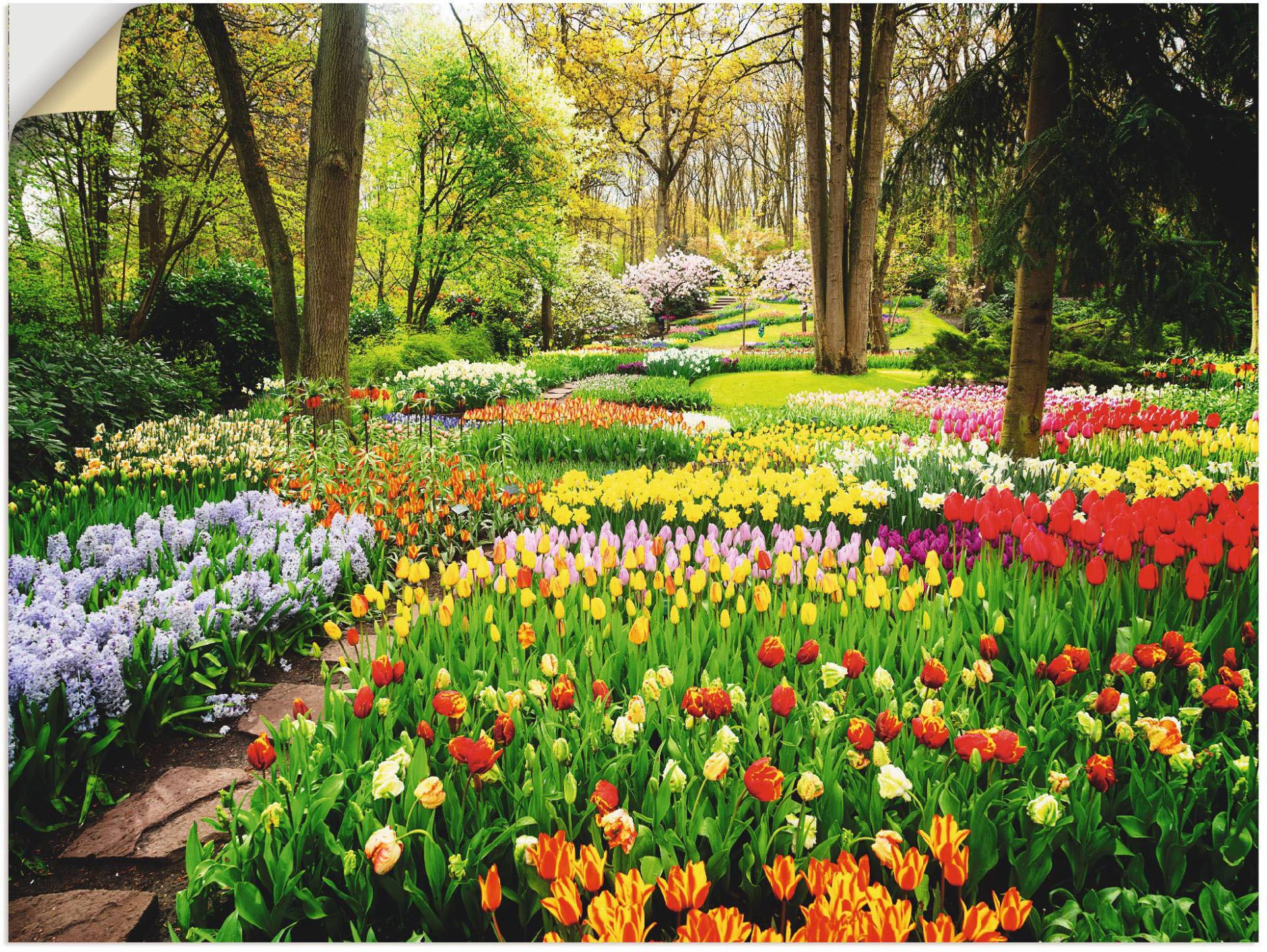 Artland Wandbild »Tulpen Garten Frühling«, Blumenwiese, (1 St.), als Alubild, Outdoorbild, Leinwandbild, Poster, Wandaufkleber von Artland