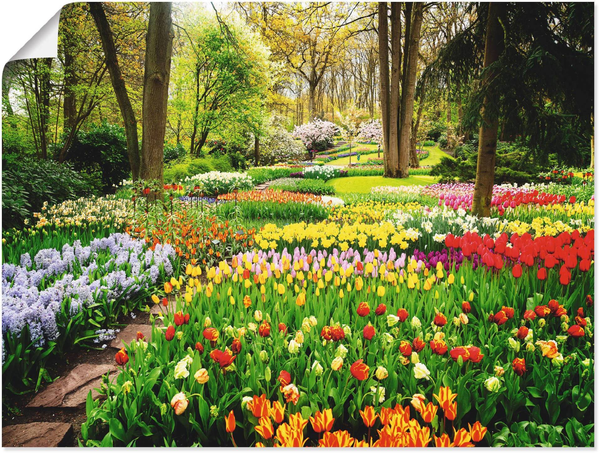 Artland Wandbild »Tulpen Garten Frühling«, Blumenwiese, (1 St.), als Alubild, Outdoorbild, Leinwandbild, Poster, Wandaufkleber von Artland