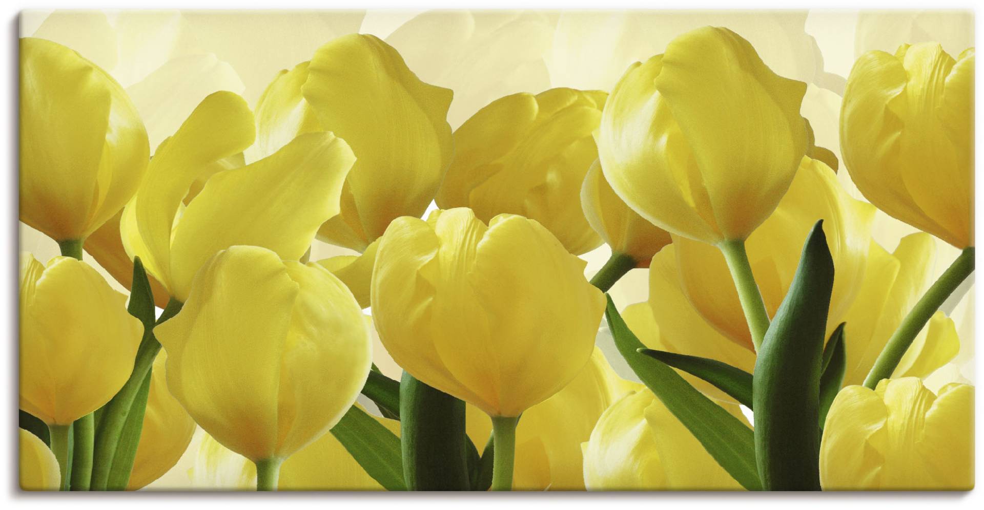 Artland Wandbild »Tulpenfeld gelb«, Blumen, (1 St.), als Leinwandbild, Poster in verschied. Grössen von Artland