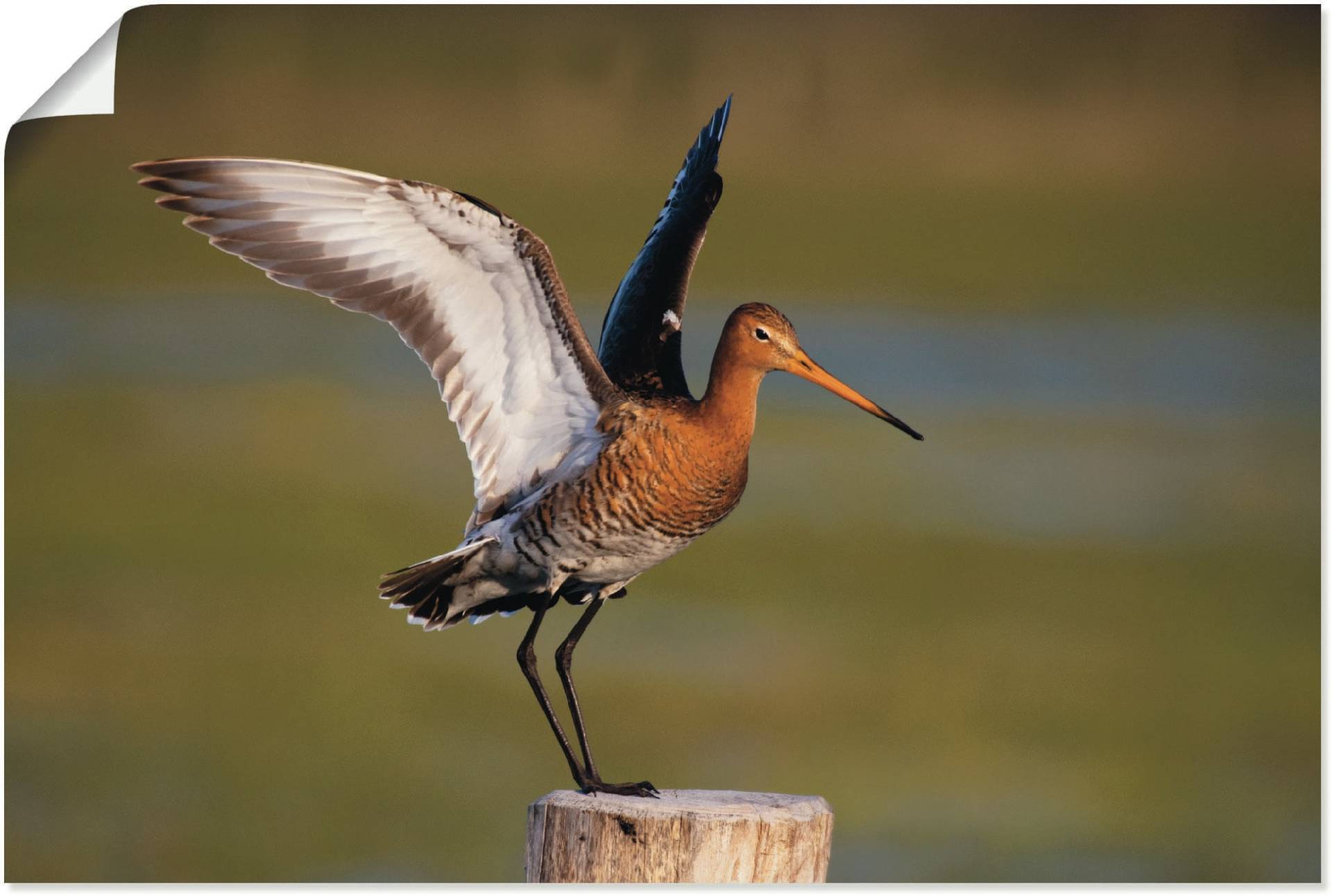 Artland Poster »Uferschnepfe im Landeanflug«, Vogelbilder, (1 St.) von Artland