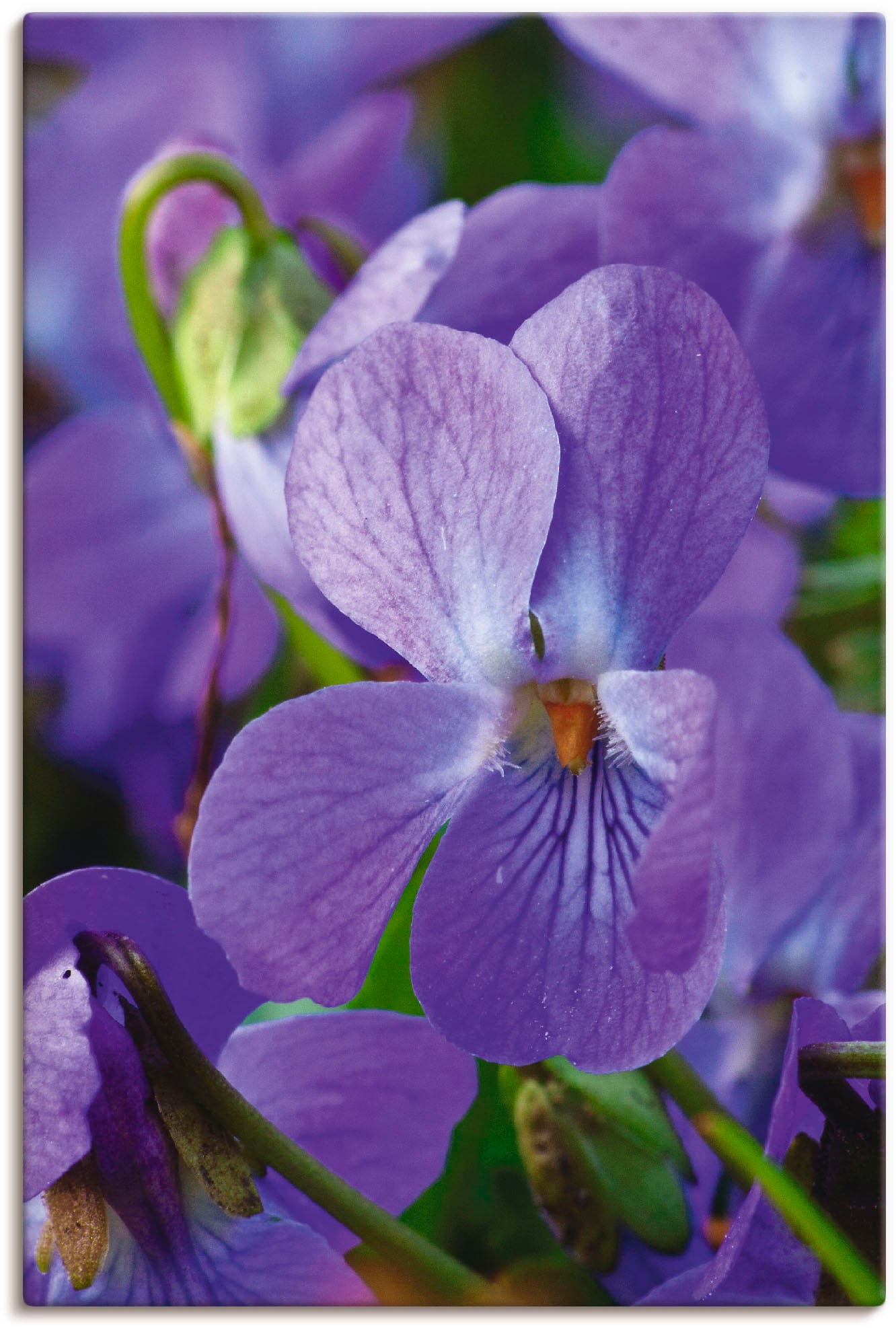 Artland Leinwandbild »Veilchen«, Blumen, (1 St.) von Artland
