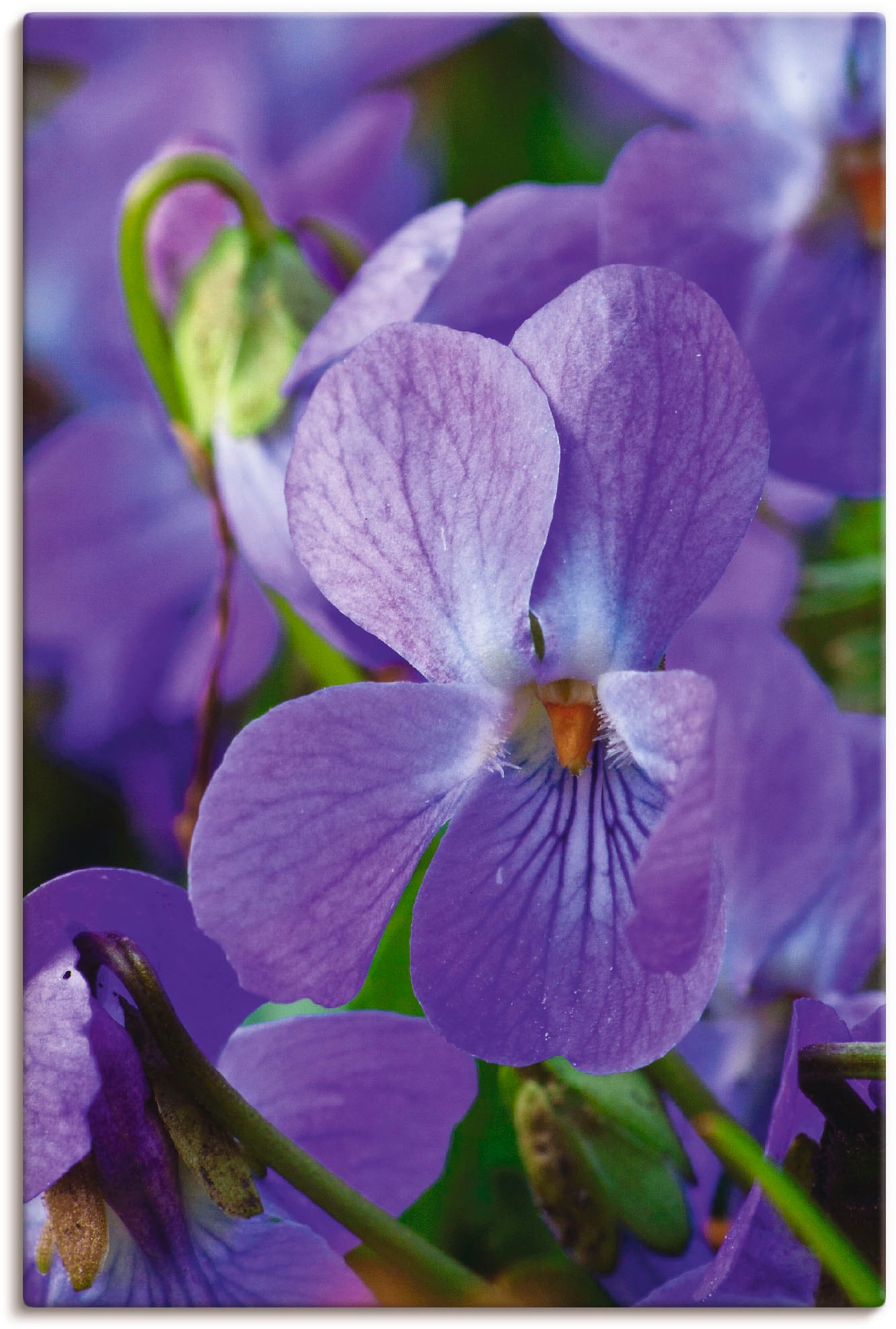 Artland Leinwandbild »Veilchen«, Blumen, (1 St.), auf Keilrahmen gespannt Artland Leinwandbild »Veilchen«, Blumen, (1 St.), auf Keilrahmen gespannt von Artland