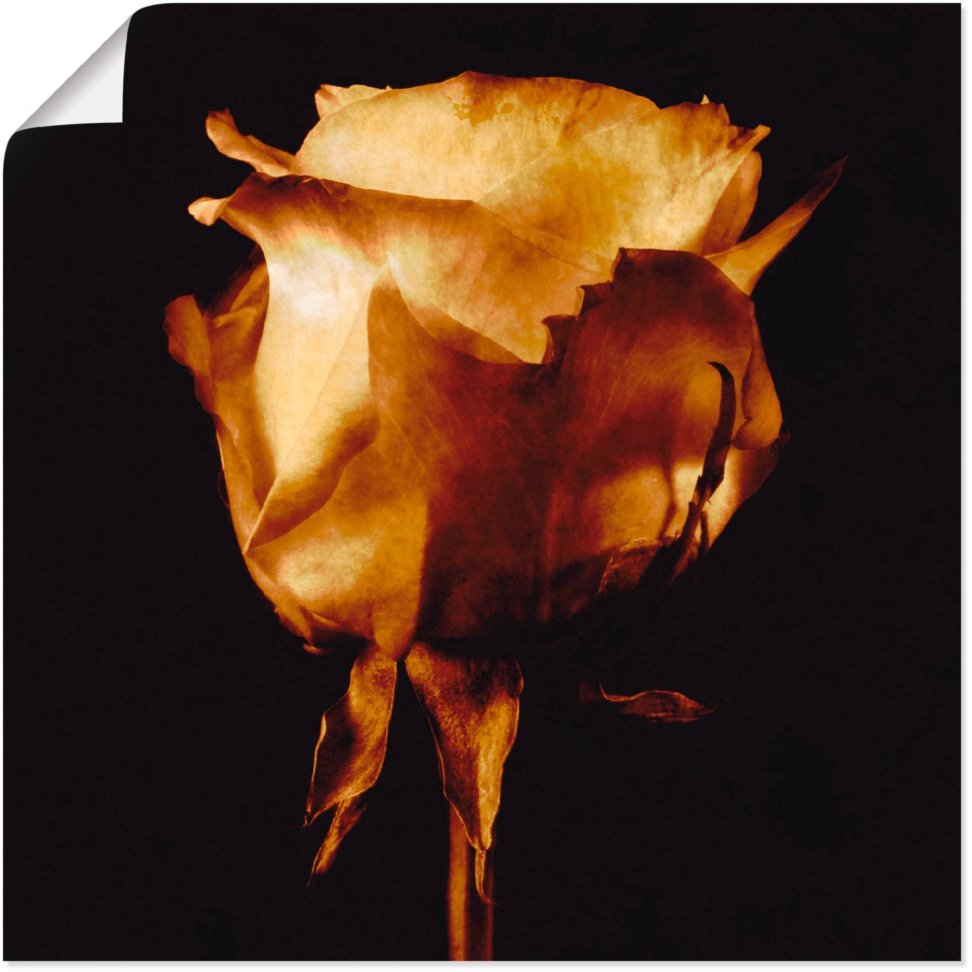 Artland Wandbild »Vergoldete Rose«, Blumen, (1 St.) von Artland