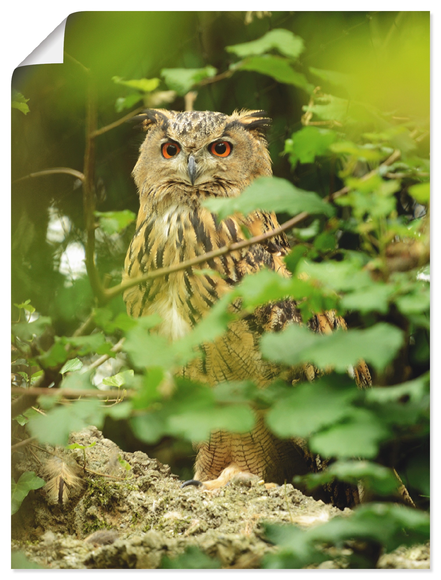 Artland Wandbild »Vogel Uhu«, Vögel, (1 St.), als Leinwandbild, Poster in verschied. Grössen Artland Wandbild »Vogel Uhu«, Vögel, (1 St.), als Leinwandbild, Poster in verschied. Grössen von Artland