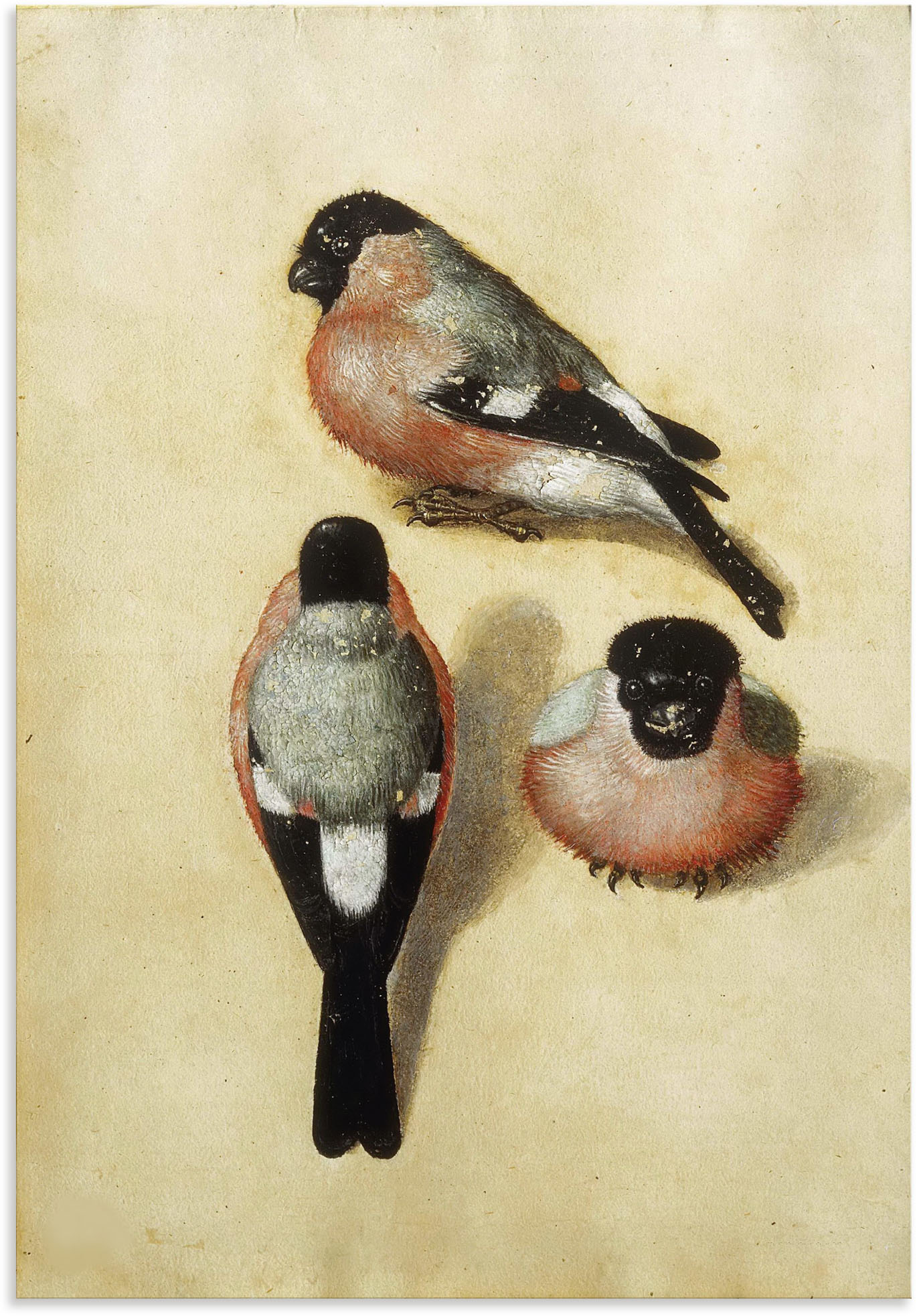 Artland Alu-Dibond-Druck »Vogel in drei Positionen.1520«, Vogelbilder, (1 St.) von Artland