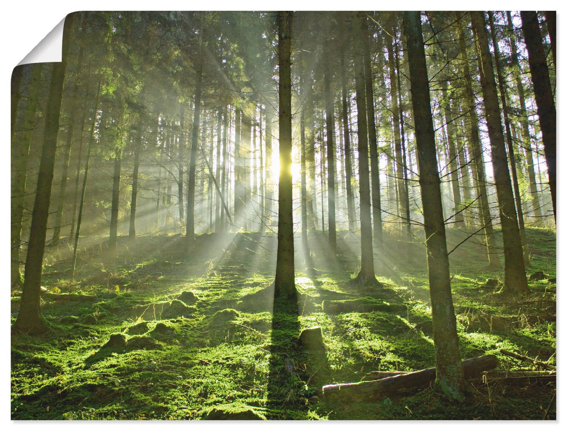 Artland Wandbild »Wald im Gegenlicht«, Wald, (1 St.) von Artland
