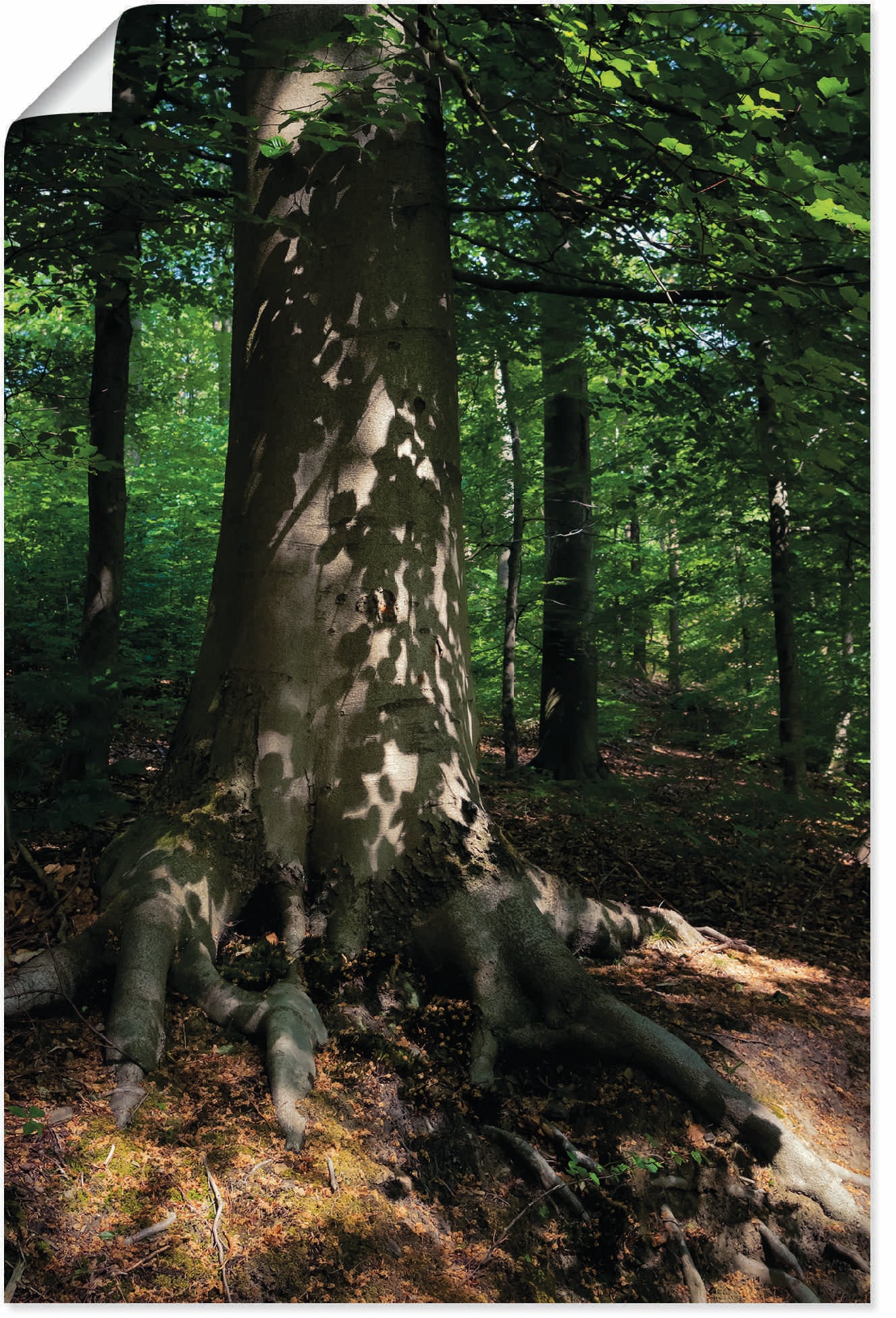 Artland Wandbild »Waldimpression«, Baumbilder, (1 St.), als Leinwandbild, Poster in verschied. Grössen von Artland