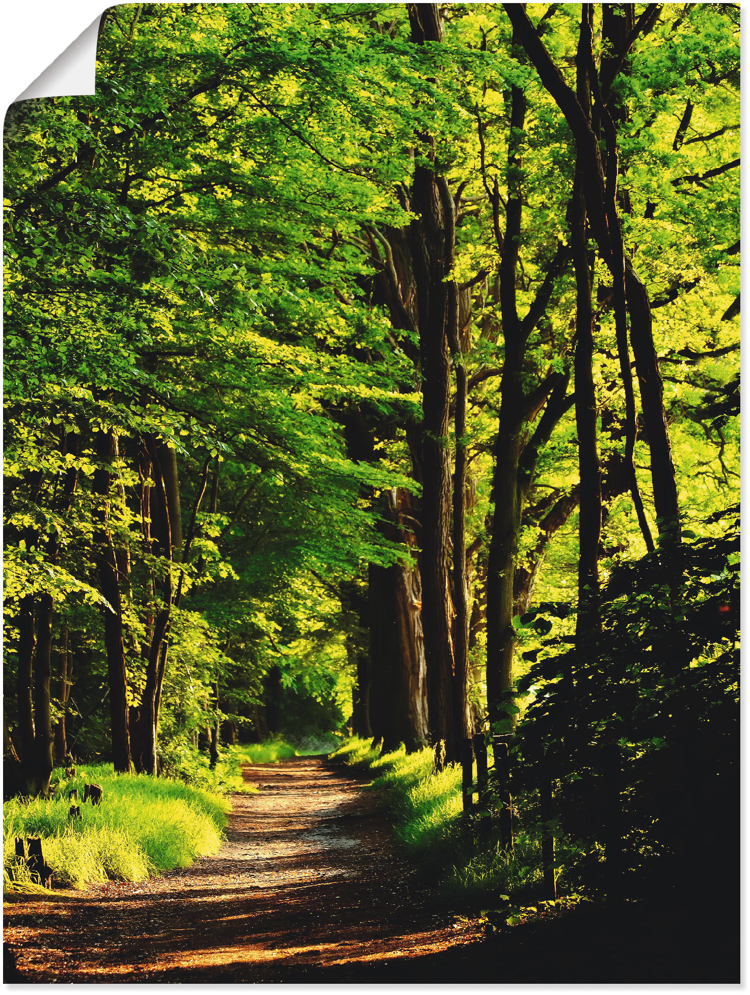 Artland Wandbild »Weg im Wald«, Wald, (1 St.) von Artland