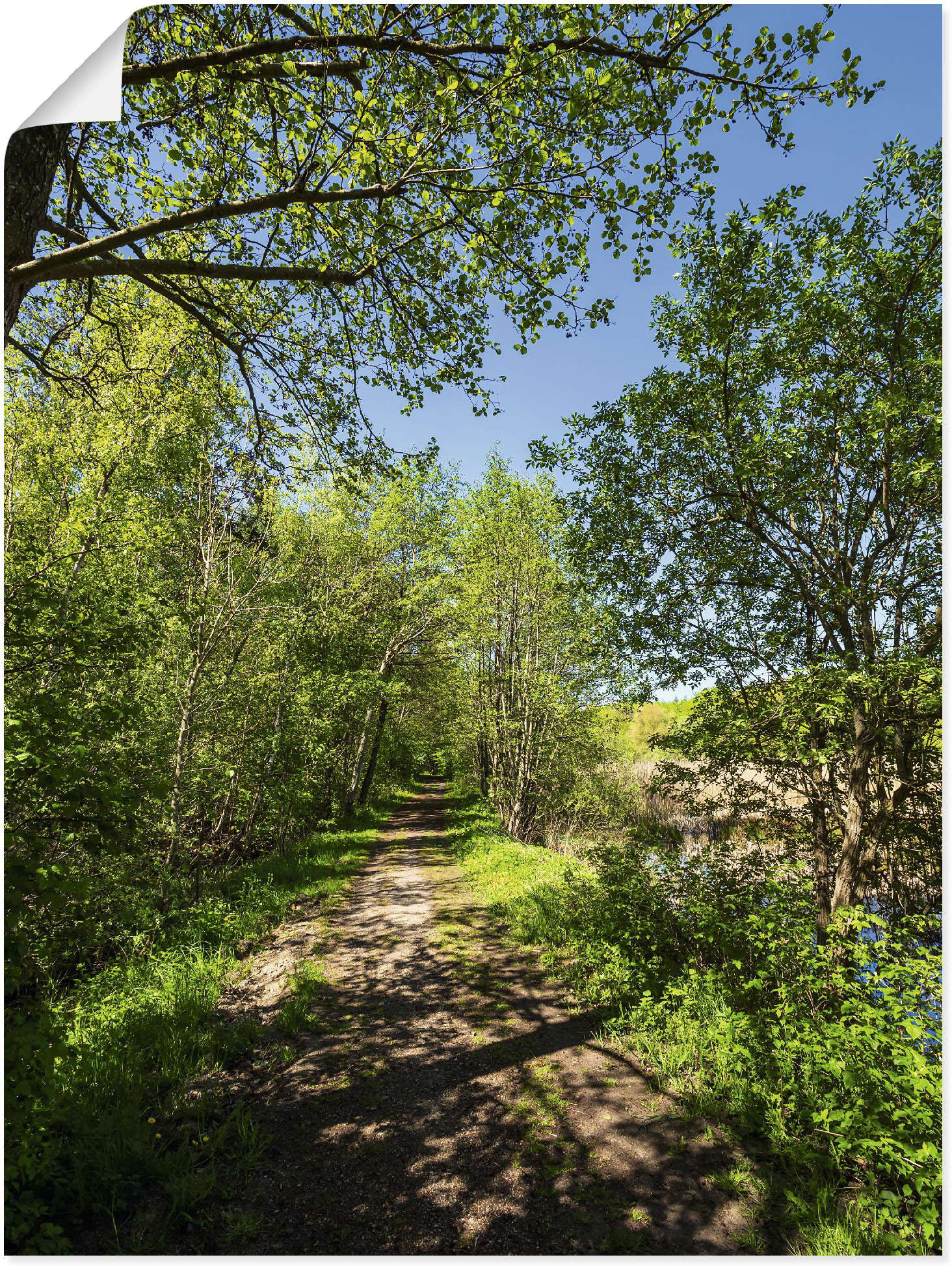 Artland Wandbild »Weg und Bäume bei Kuchelmiss«, Waldbilder, (1 St.) von Artland