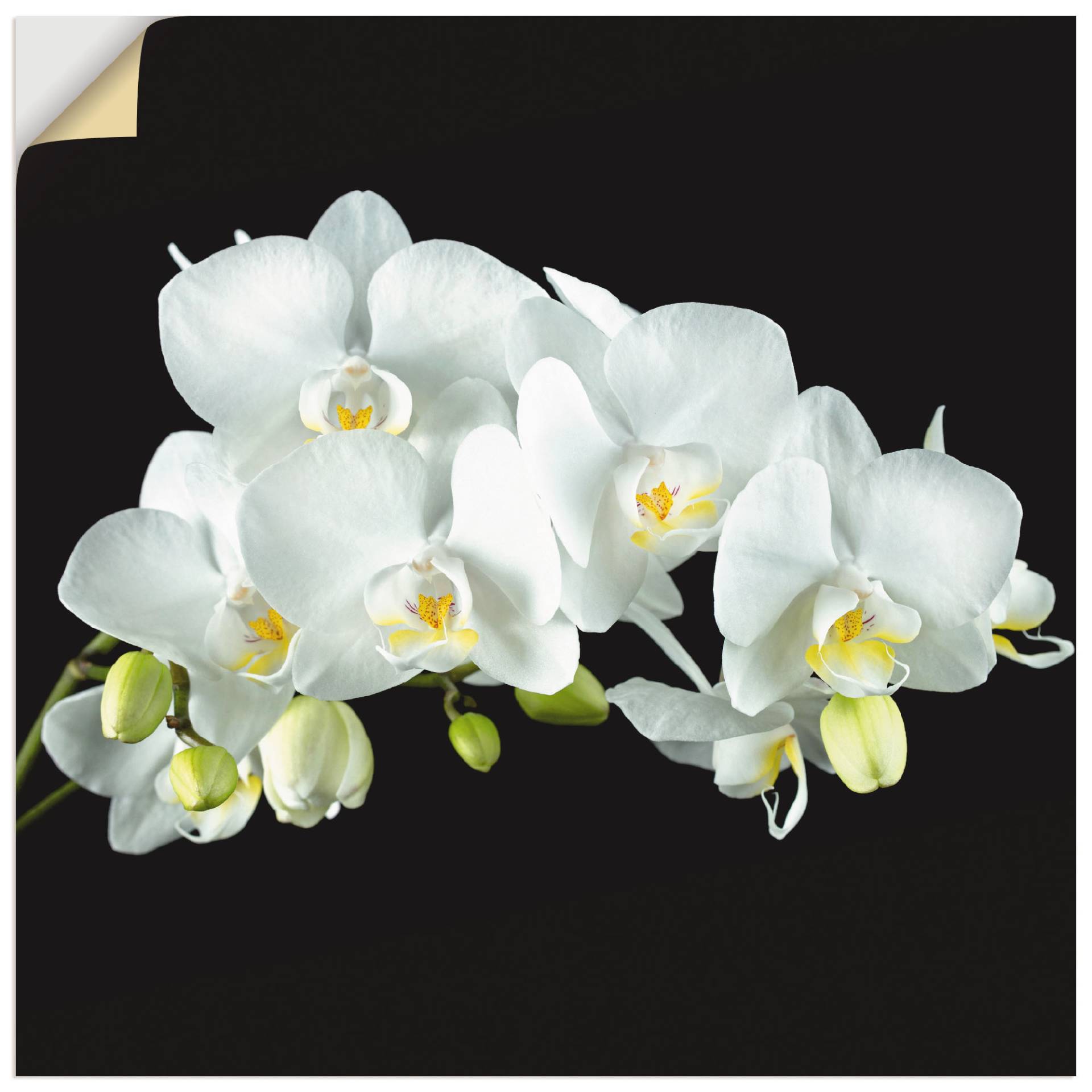 Artland Wandbild »Weisse Orchidee auf schwarzem Hintergrund«, Blumen, (1 St.) von Artland