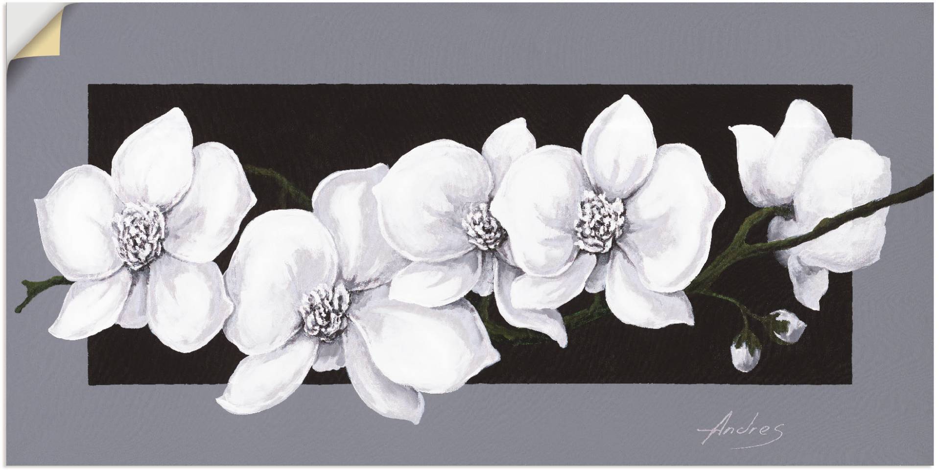 Artland Wandbild »Weisse Orchideen auf grau«, Blumen, (1 St.), als Alubild, Outdoorbild, Leinwandbild, Poster, Wandaufkleber Artland Wandbild »Weisse Orchideen auf grau«, Blumen, (1 St.), als Alubild, Outdoorbild, Leinwandbild, Poster, Wandaufkleber von Artland