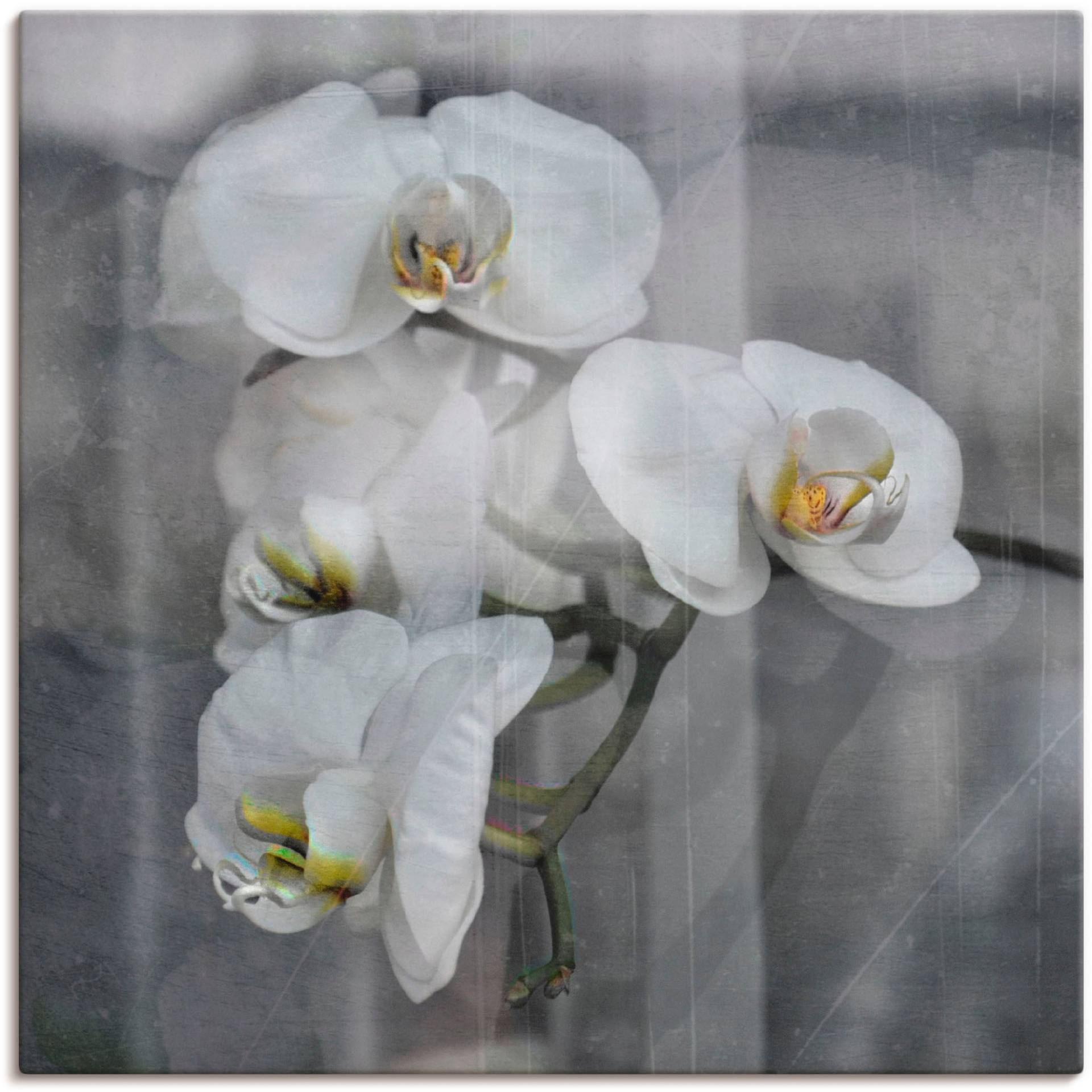 Artland Wandbild »Weisse Orchideen - white Orchid«, Blumen, (1 St.) von Artland