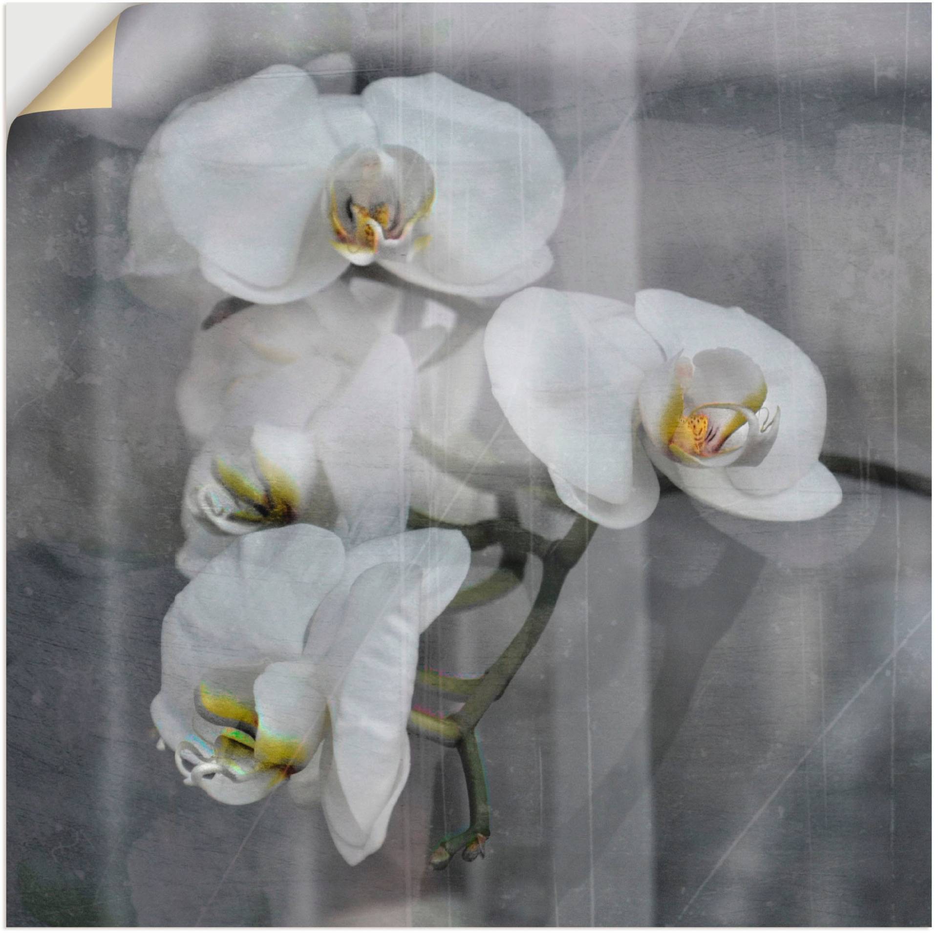 Artland Wandbild »Weisse Orchideen - white Orchid«, Blumen, (1 St.) von Artland