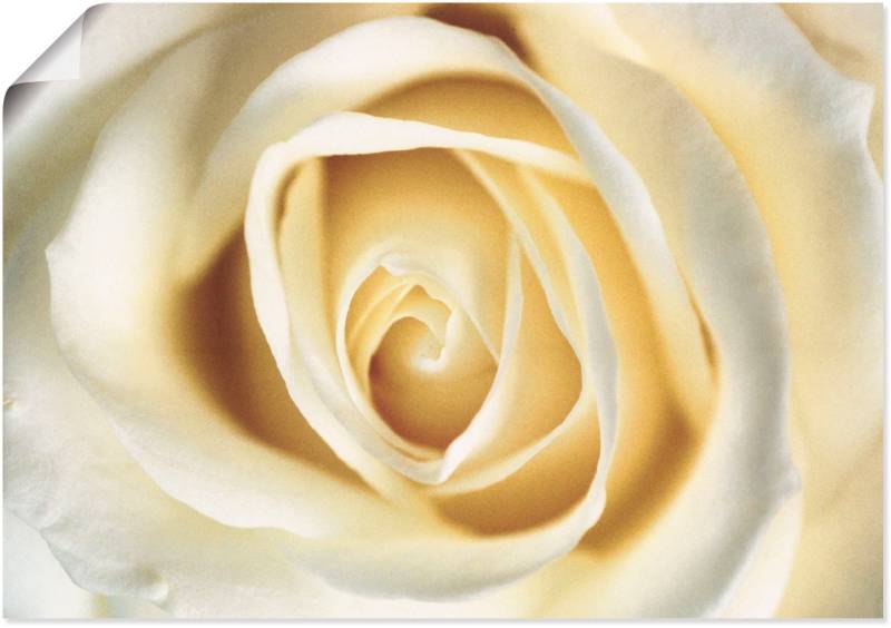Artland Wandbild »Weisse Rose«, Blumen, (1 St.), als Alubild, Outdoorbild, Leinwandbild in verschied. Grössen von Artland