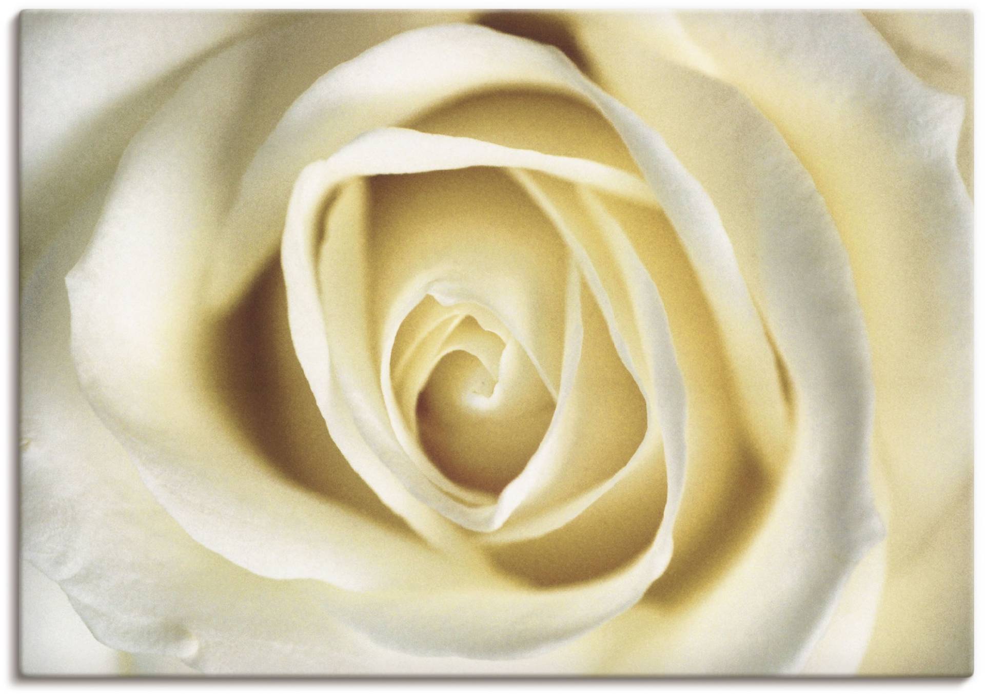 Artland Wandbild »Weisse Rose«, Blumen, (1 St.) von Artland