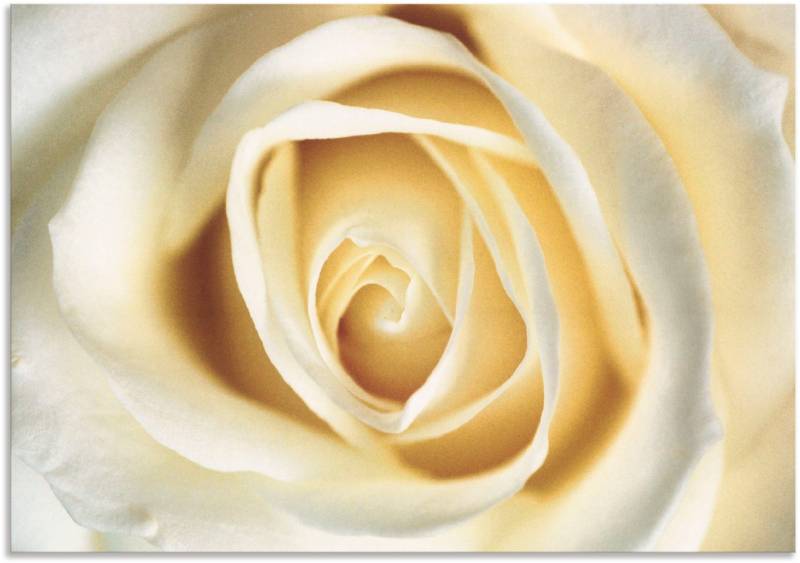 Artland Wandbild »Weisse Rose«, Blumen, (1 St.), als Alubild, Outdoorbild, Leinwandbild in verschied. Grössen von Artland