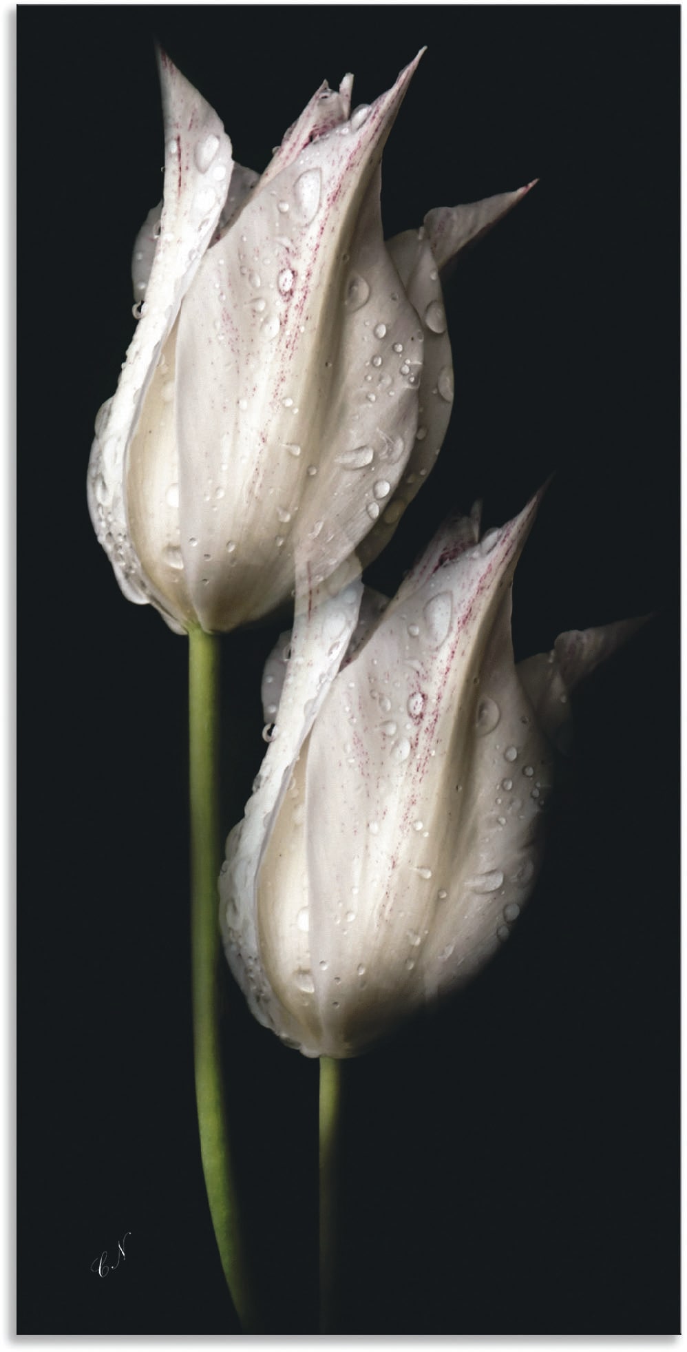 Artland Wandbild »Weisse Tulpen in der Nacht«, Blumenbilder, (1 St.) von Artland