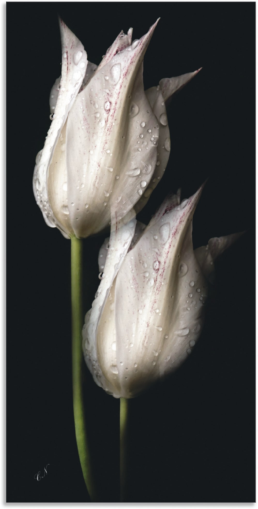 Artland Wandbild »Weisse Tulpen in der Nacht«, Blumenbilder, (1 St.), als Alubild, Outdoorbild, Leinwandbild, Poster, Wandaufkleber von Artland