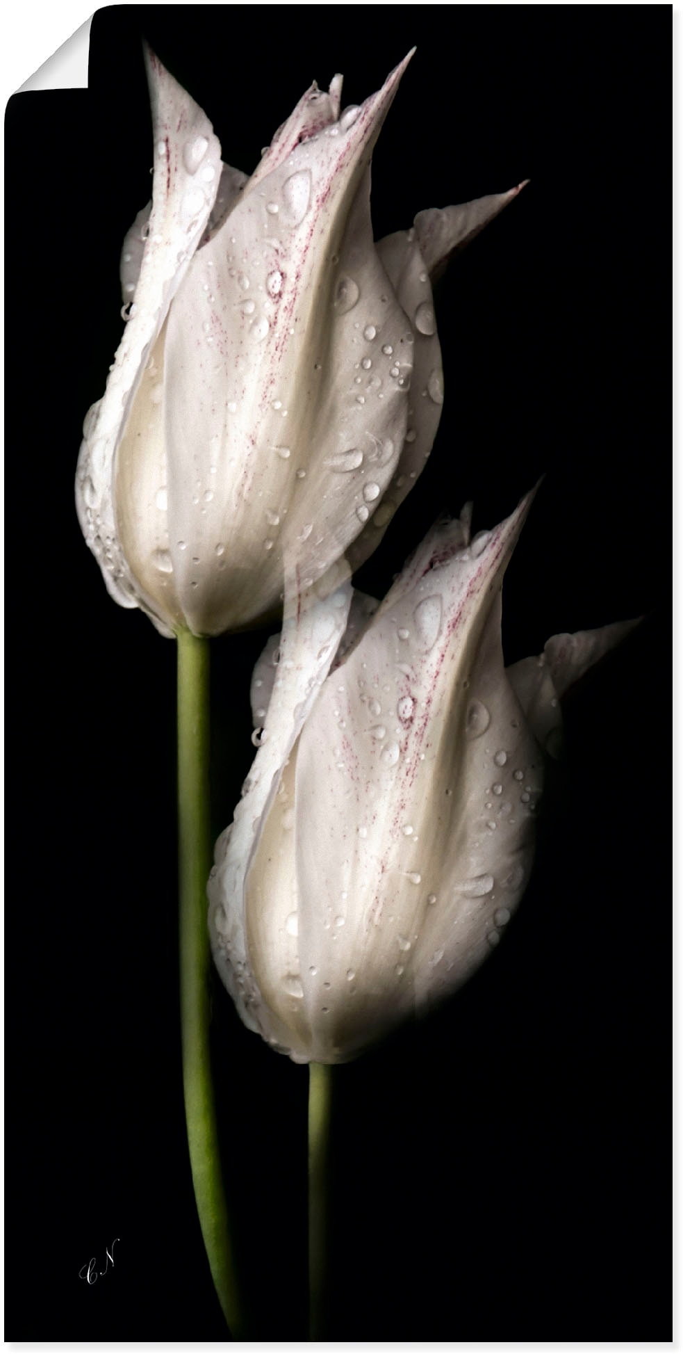 Artland Wandbild »Weisse Tulpen in der Nacht«, Blumenbilder, (1 St.) von Artland