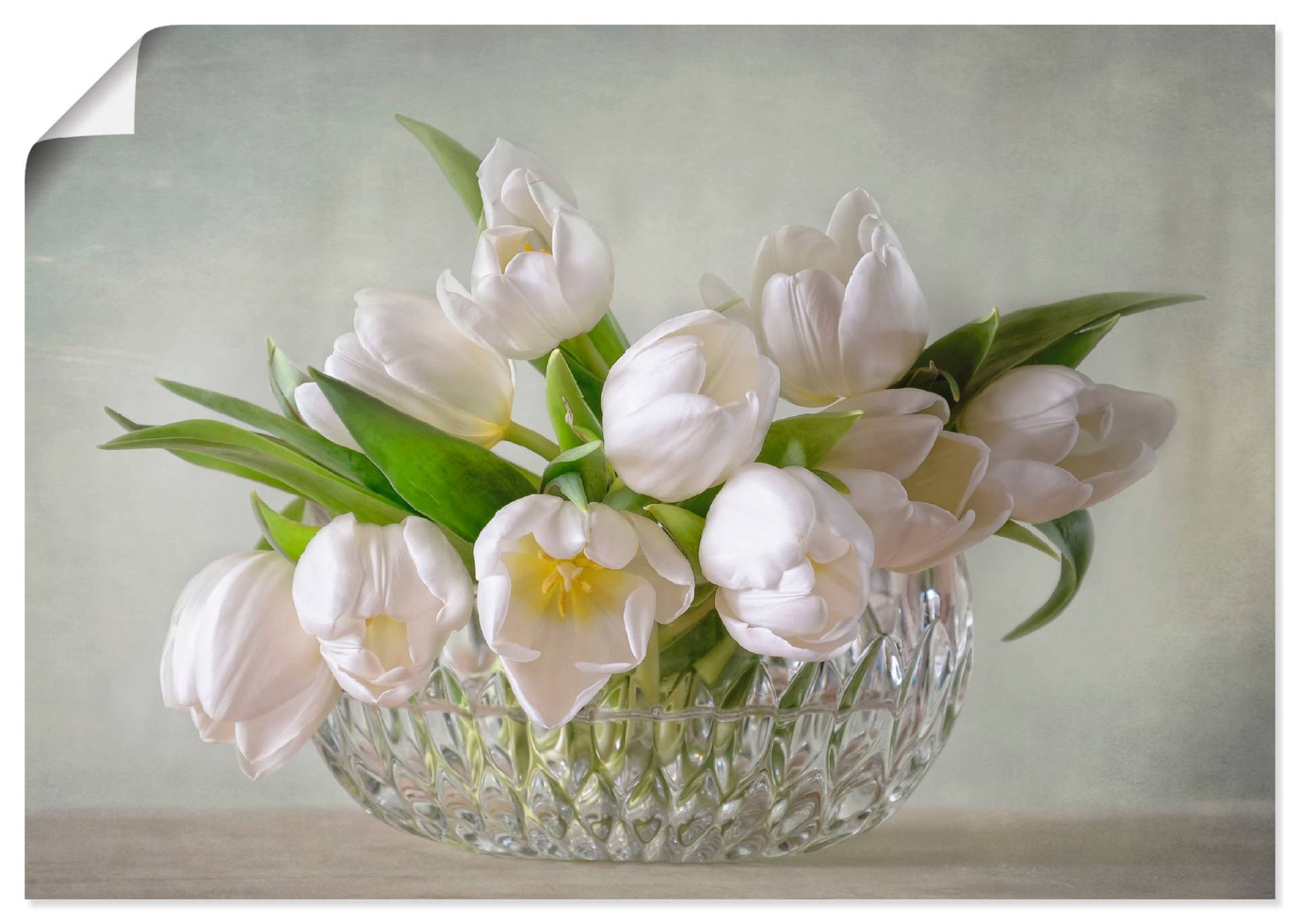 Artland Wandbild »Weisse Tulpen«, Blumen, (1 St.), als Leinwandbild, Poster, Wandaufkleber in verschied. Grössen Artland Wandbild »Weisse Tulpen«, Blumen, (1 St.), als Leinwandbild, Poster, Wandaufkleber in verschied. Grössen von Artland