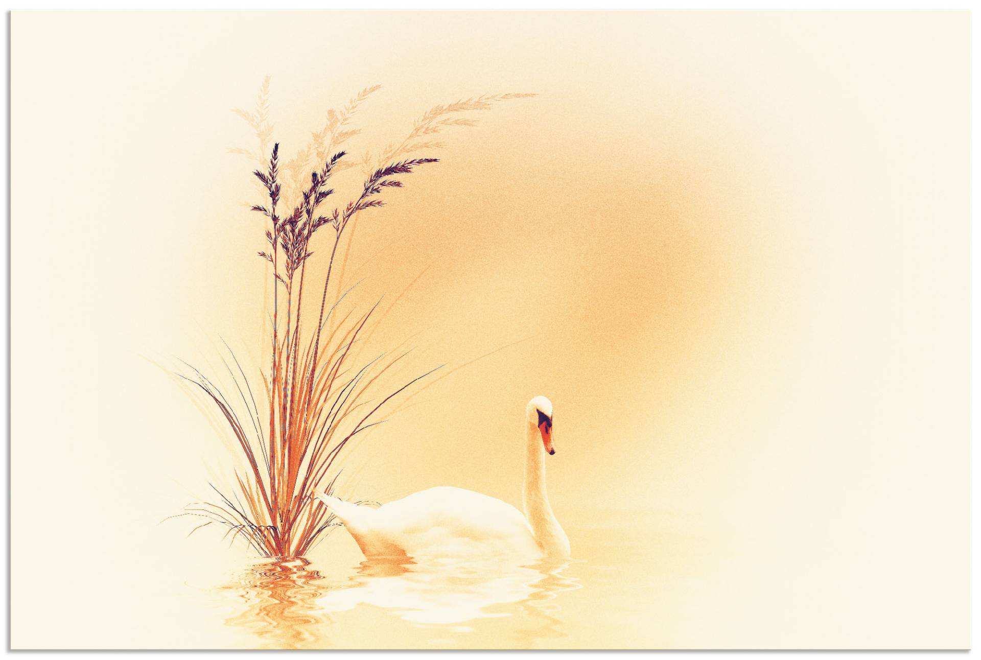 Artland Wandbild »Weisser Schwan«, Vögel, (1 St.), als Alubild, Outdoorbild, Leinwandbild in verschied. Grössen von Artland