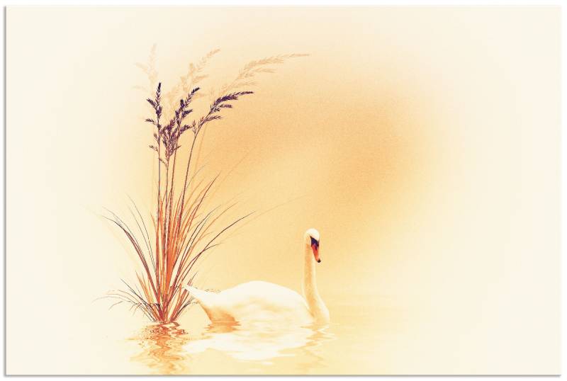 Artland Wandbild »Weisser Schwan«, Vögel, (1 St.), als Alubild, Outdoorbild, Leinwandbild in verschied. Grössen von Artland