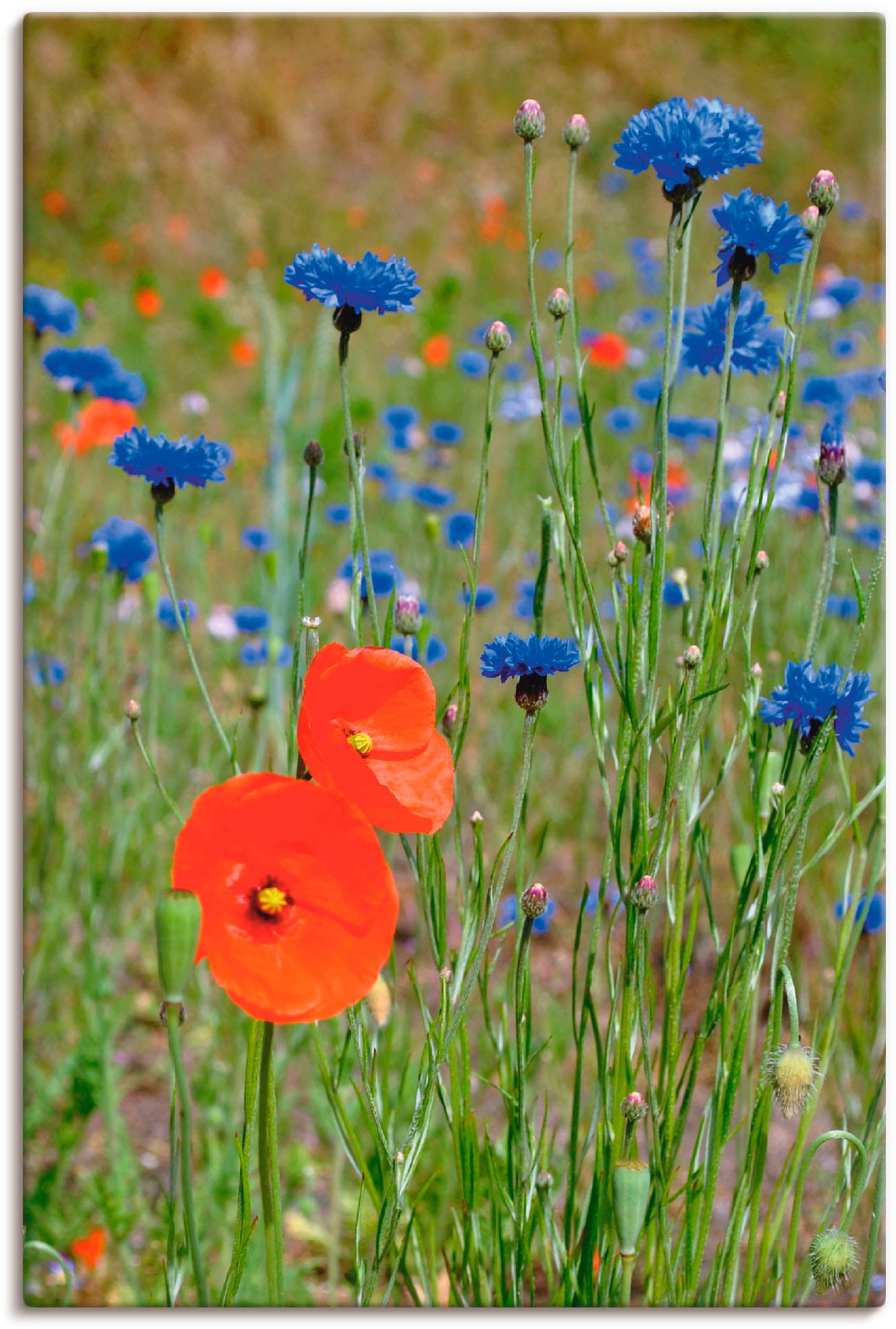 Artland Leinwandbild »Wiese mit Mohnblumen und Kornblumen«, Blumen, (1 St.), auf Keilrahmen gespannt Artland Leinwandbild »Wiese mit Mohnblumen und Kornblumen«, Blumen, (1 St.), auf Keilrahmen gespannt von Artland