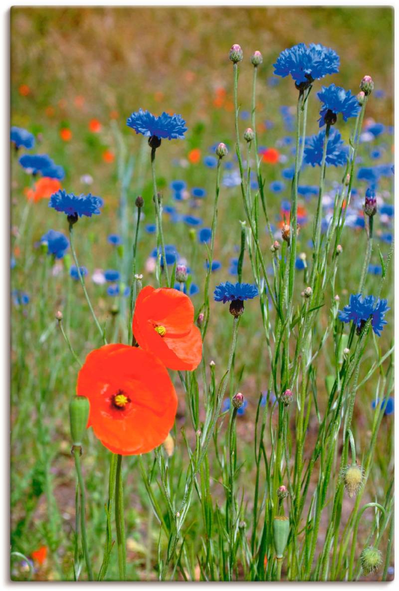 Artland Leinwandbild »Wiese mit Mohnblumen und Kornblumen«, Blumen, (1 St.), auf Keilrahmen gespannt von Artland