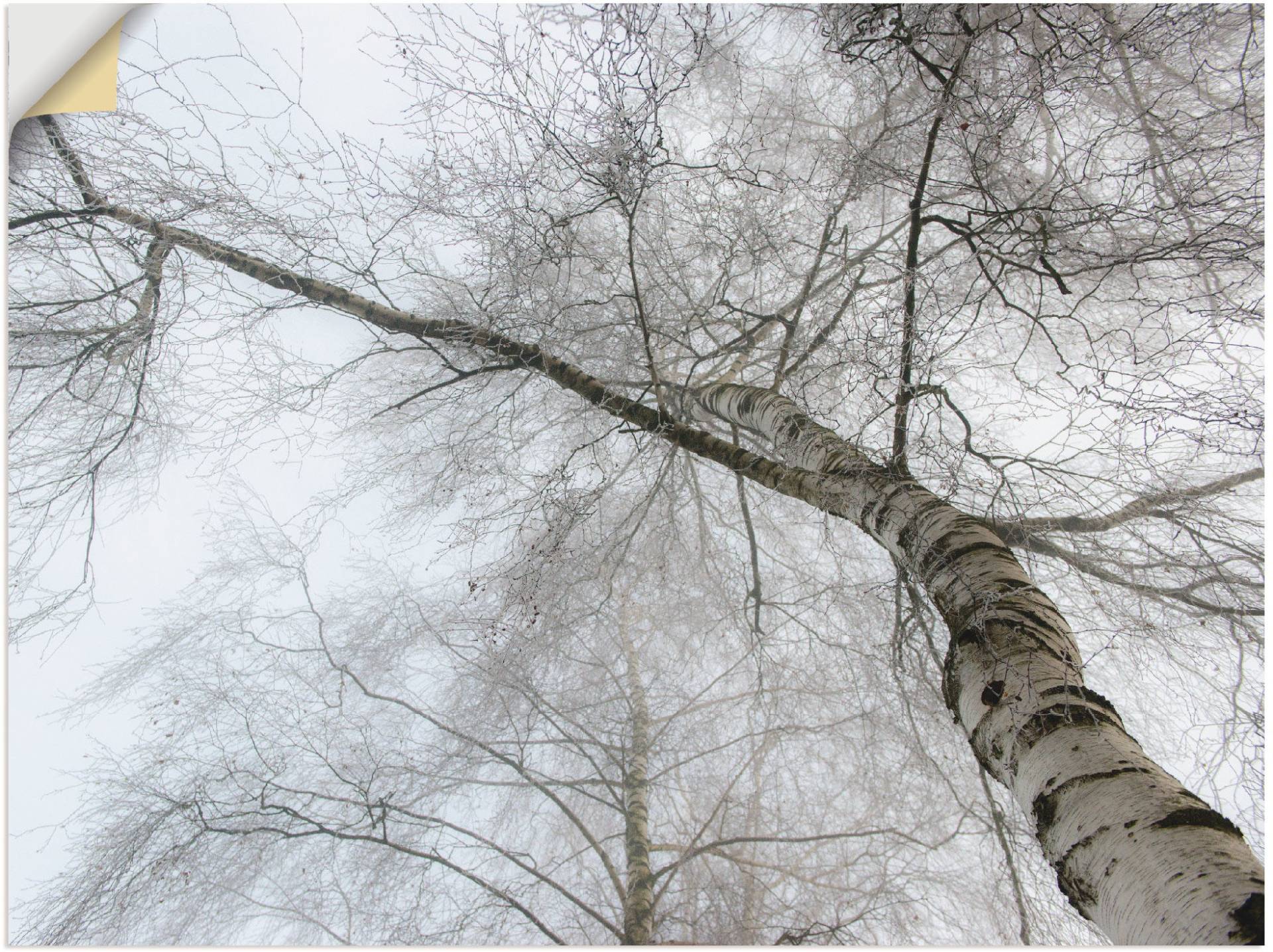 Artland Wandbild »Winter Birke«, Bäume, (1 St.) von Artland