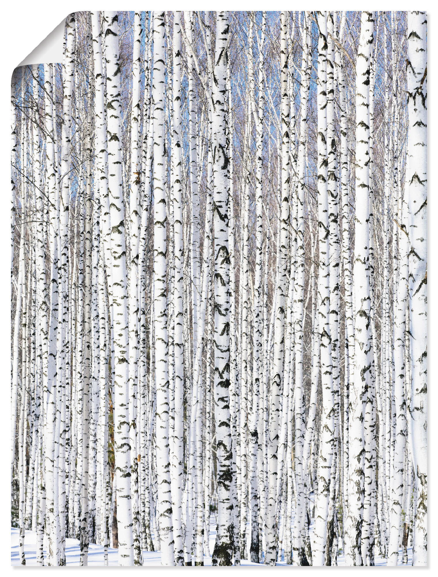 Artland Wandbild »Winterbirkenwald Wintergelassenheit«, Bäume, (1 St.), als Leinwandbild, Poster in verschied. Grössen Artland Wandbild »Winterbirkenwald Wintergelassenheit«, Bäume, (1 St.), als Leinwandbild, Poster in verschied. Grössen von Artland