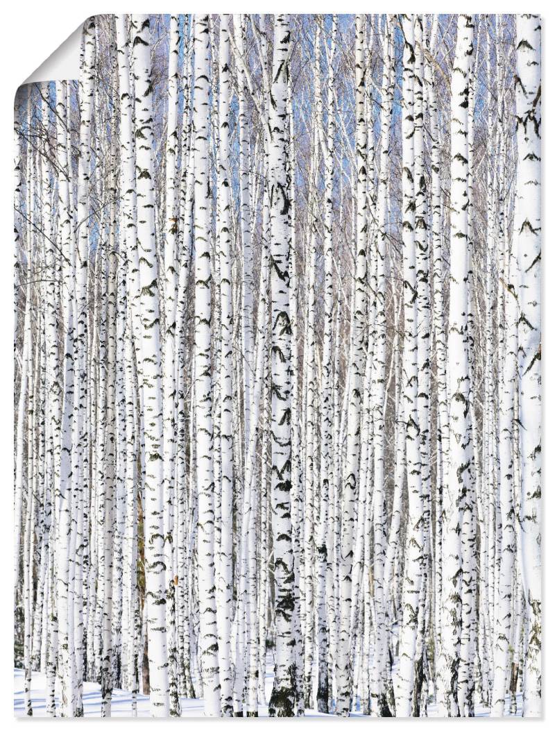 Artland Wandbild »Winterbirkenwald Wintergelassenheit«, Bäume, (1 St.), als Leinwandbild, Poster in verschied. Grössen von Artland