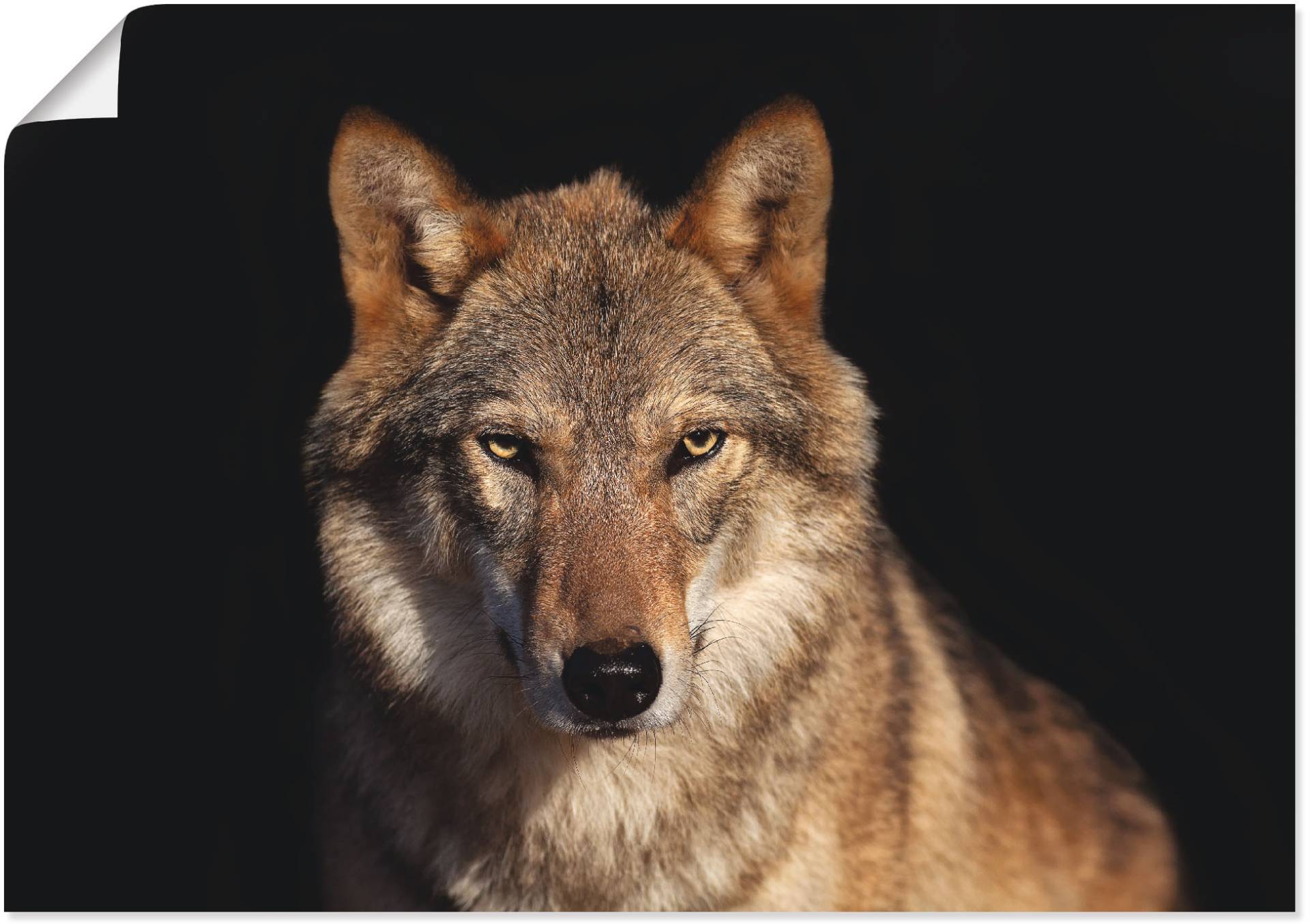 Artland Poster »Wolf«, Wildtiere, (1 St.), als Alubild, Leinwandbild, Wandaufkleber oder Poster in versch. Grössen von Artland