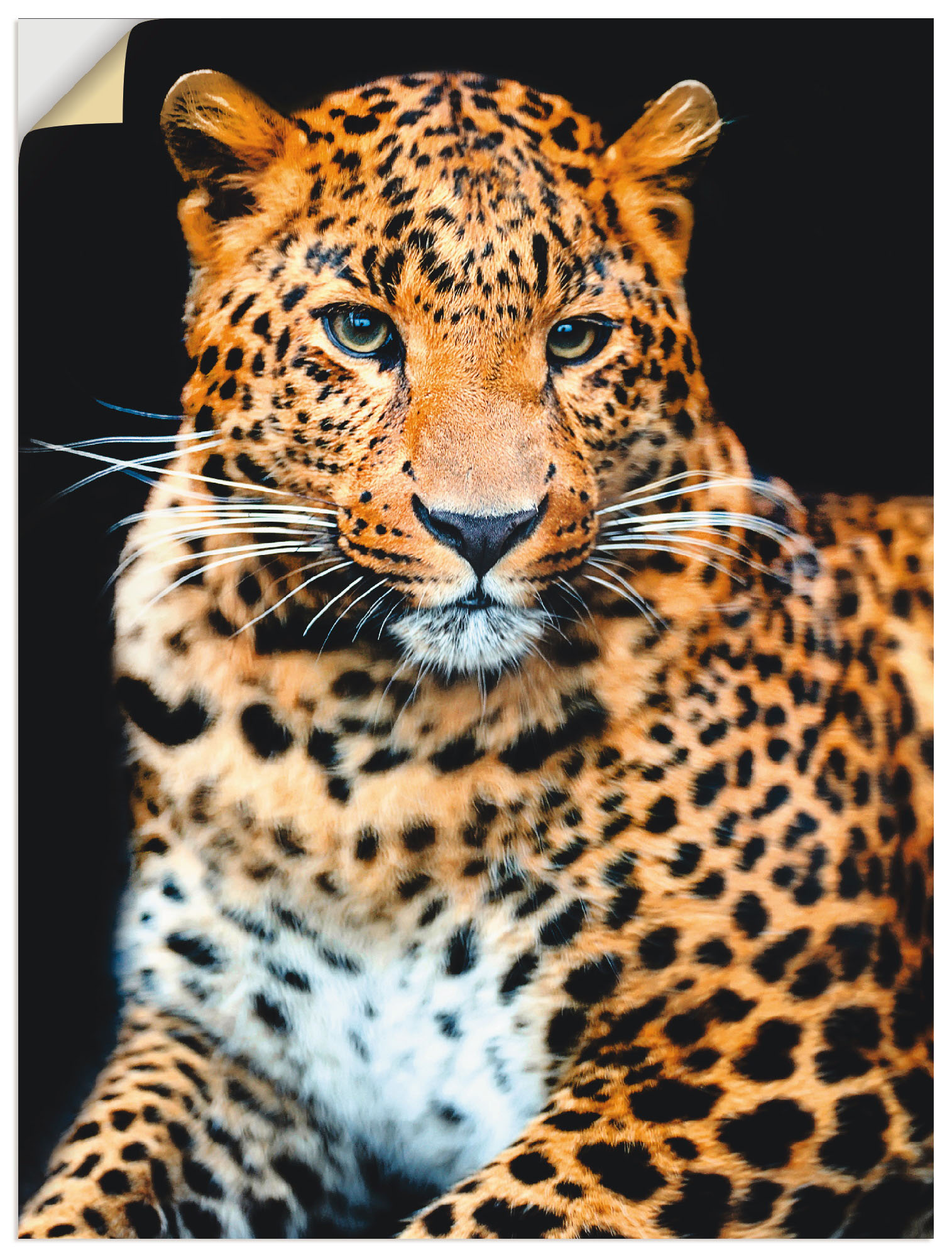 Artland Wandbild »Wütender wilder Leopard«, Wildtiere, (1 St.) von Artland