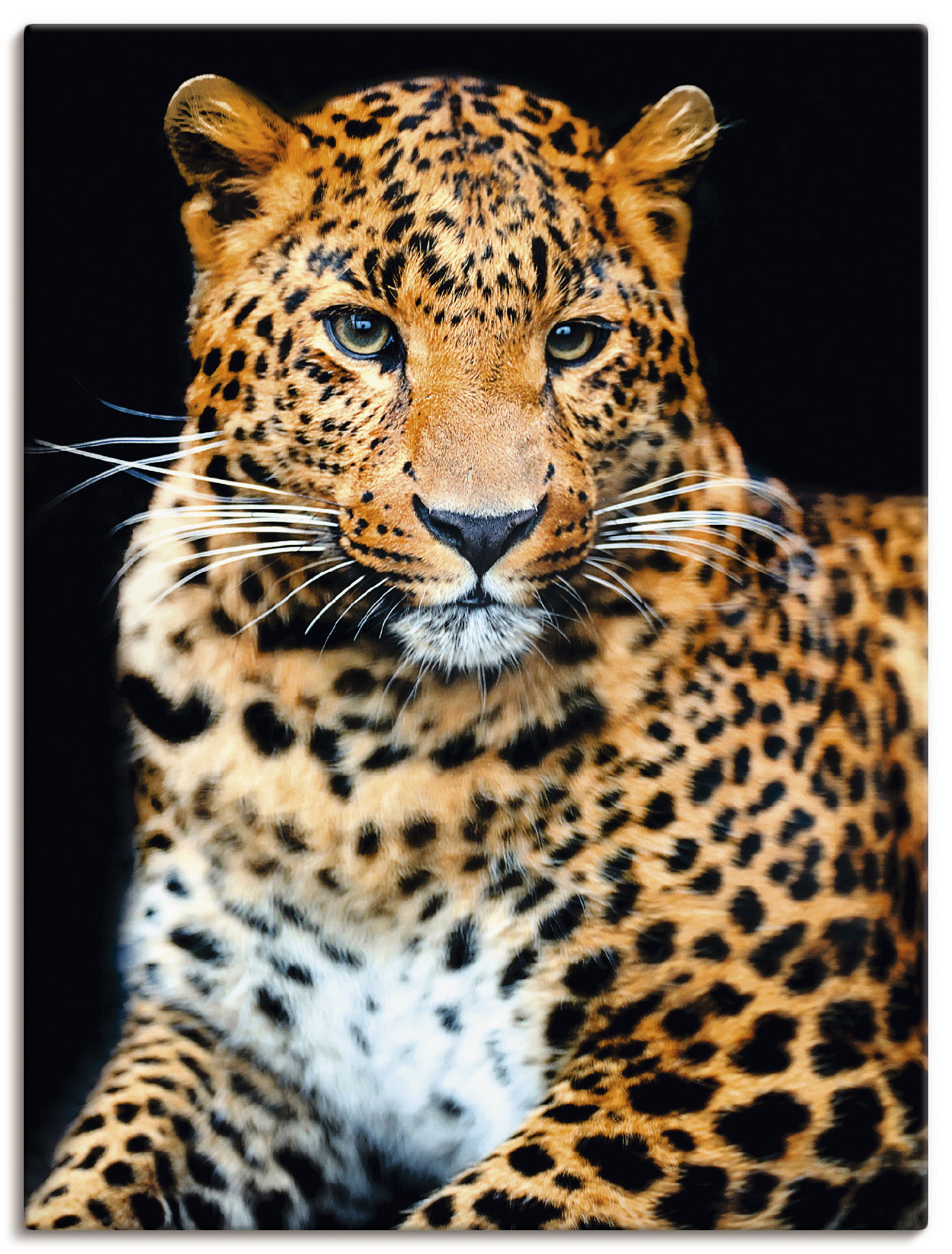 Artland Wandbild »Wütender wilder Leopard«, Wildtiere, (1 St.) von Artland
