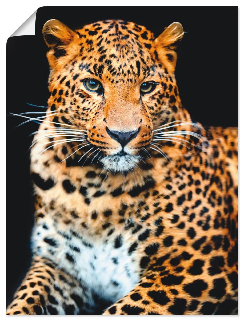 Artland Wandbild »Wütender wilder Leopard«, Wildtiere, (1 St.) von Artland