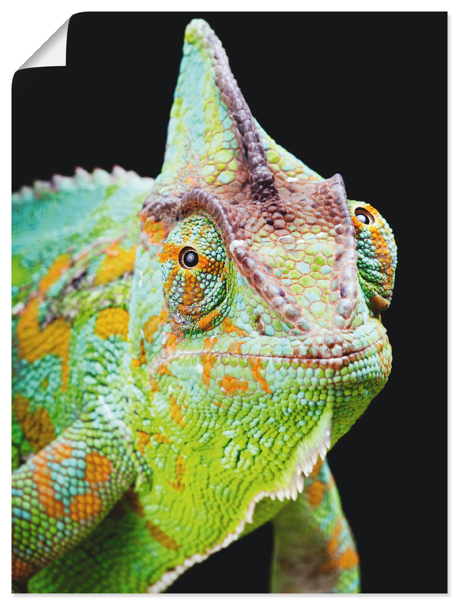 Artland Wandbild »Yemen Chamäleon«, Reptilien, (1 St.), als Alubild, Outdoorbild, Poster, Wandaufkleber in verschied. Grössen Artland Wandbild »Yemen Chamäleon«, Reptilien, (1 St.), als Alubild, Outdoorbild, Poster, Wandaufkleber in verschied. Grössen von Artland