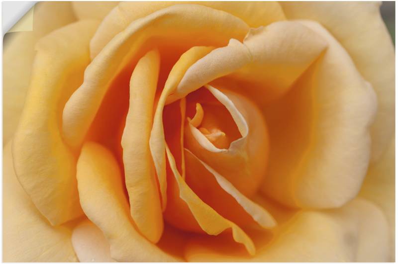 Artland Wandbild »Zarte Rose in Orange«, Blumenbilder, (1 St.), als Leinwandbild, Poster in verschied. Grössen von Artland